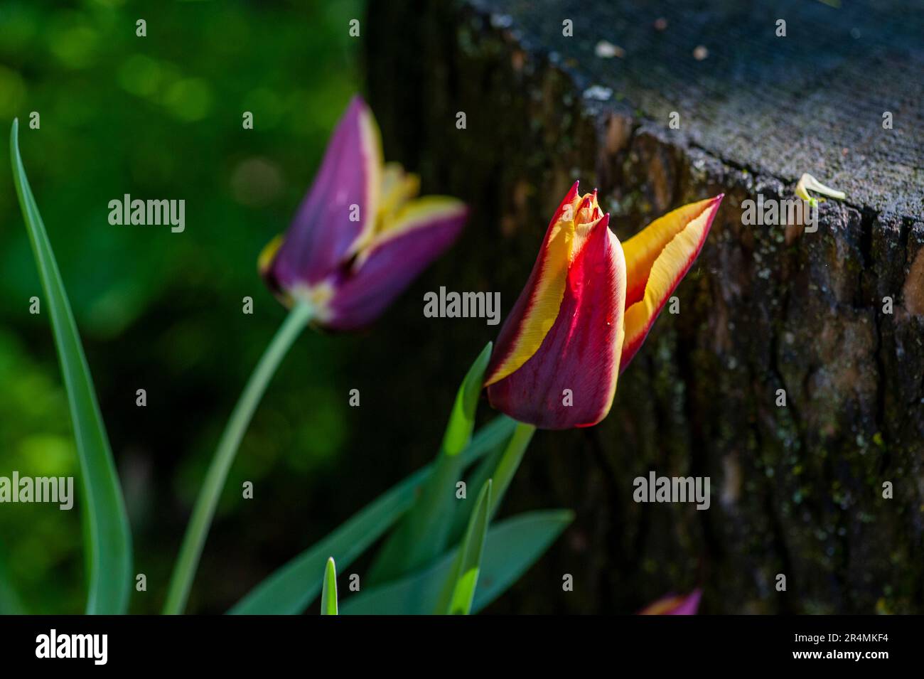 Nahaufnahme blühender Tulpen. Natur im Frühling, Sommer. Blumenfeld. Stockfoto