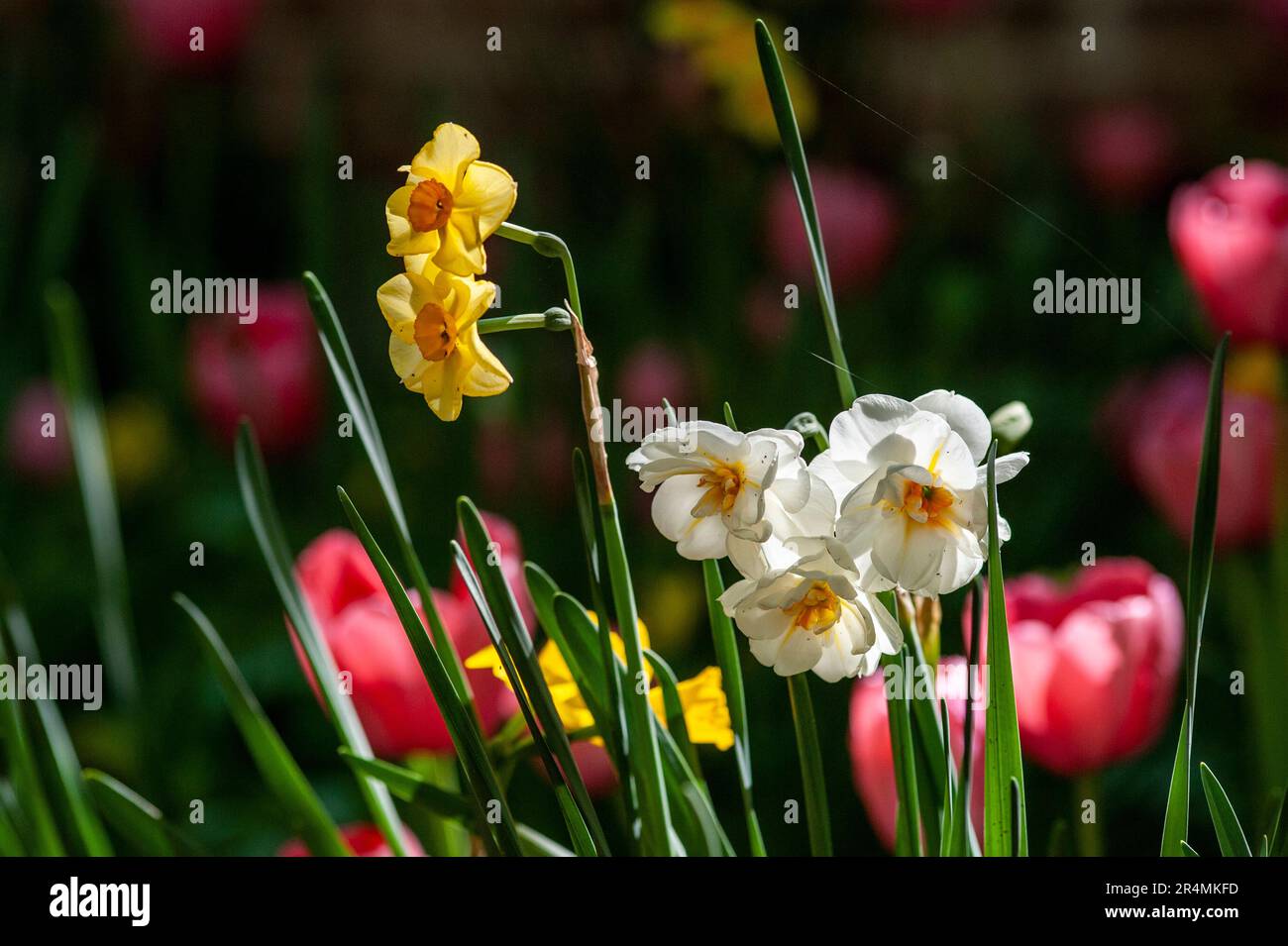 Blumen im Blumenfeld aus der Nähe. Natur, Frühling, Sommer. Stockfoto