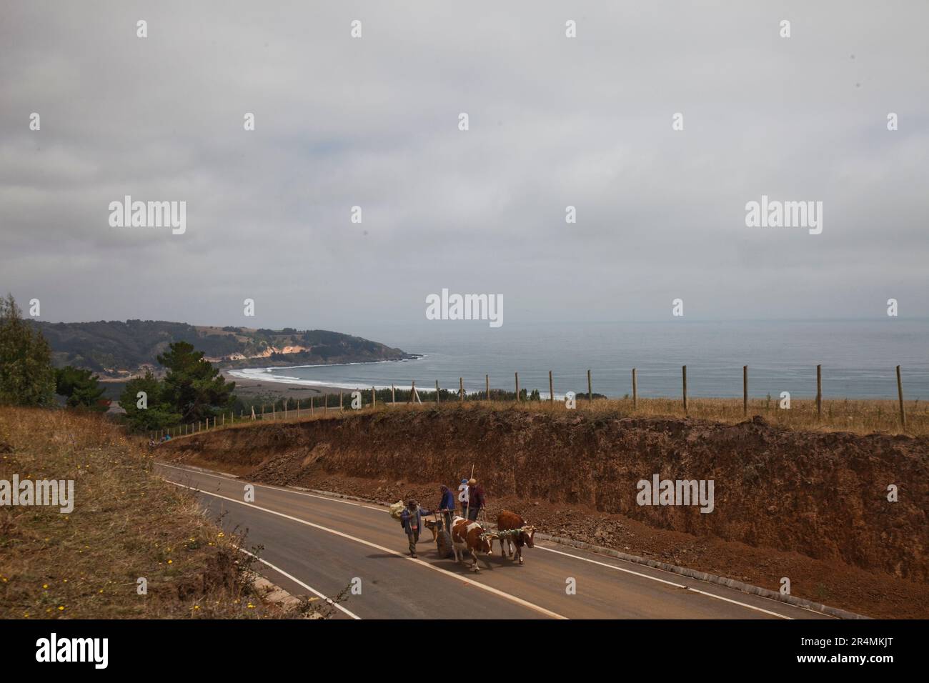 Zwei Bauern reiten auf einem Karren, der von Bullen auf den Hügel gezogen wurde, nachdem sie vor einem weiteren Tsunami gewarnt wurden, der durch diese kleine Stadt zog. Stockfoto
