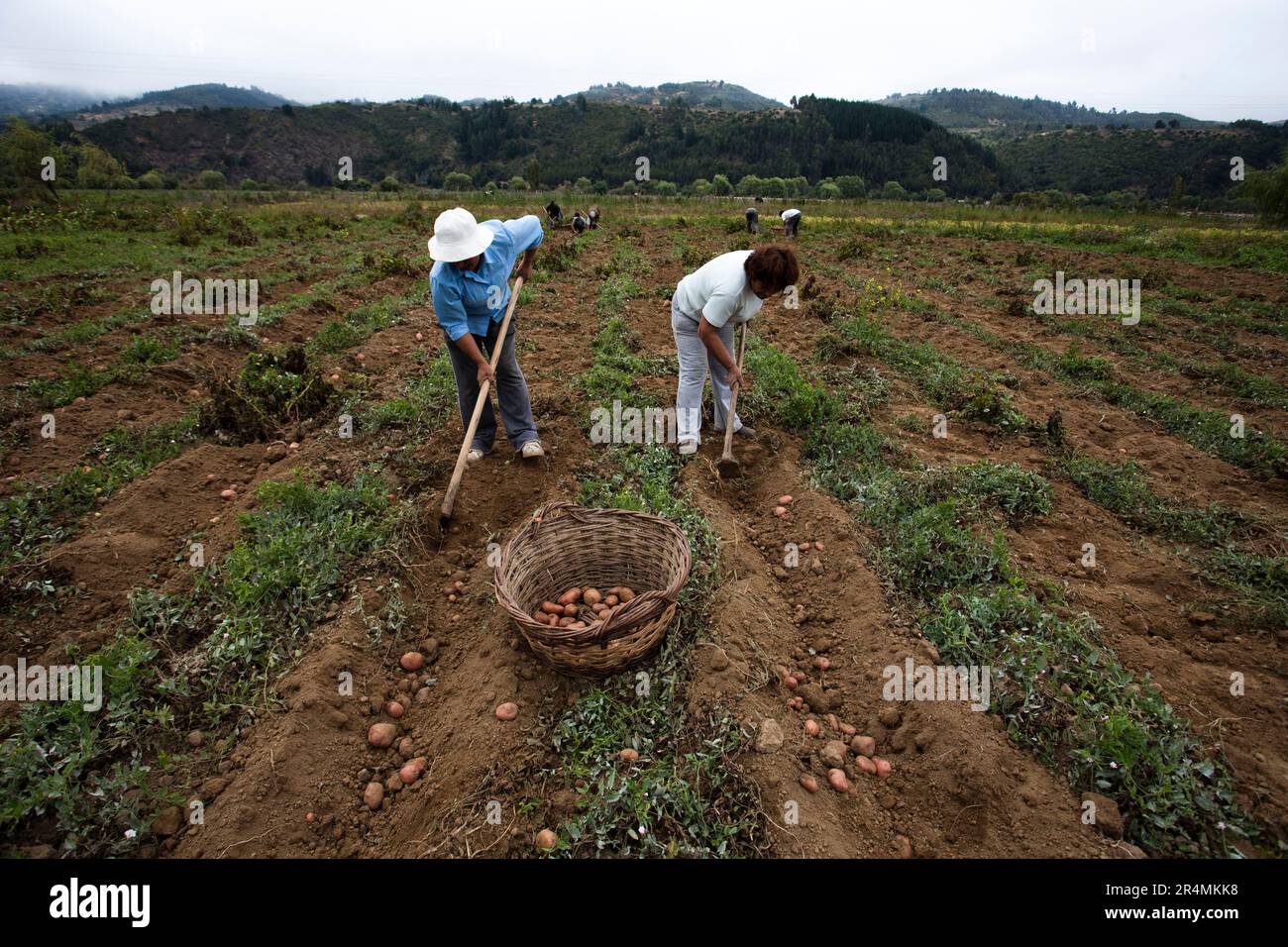 Die Bauern kehren nach dem verheerenden Erdbeben in Chile wieder an ihre Arbeit auf den Kartoffelfeldern zurück. Stockfoto