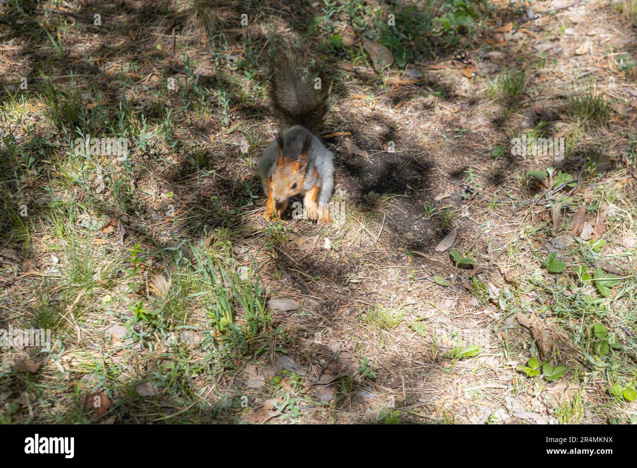 Eurasisches Rothörnchen (Sciurus vulgaris), das sich von Nuss ernährt Stockfoto