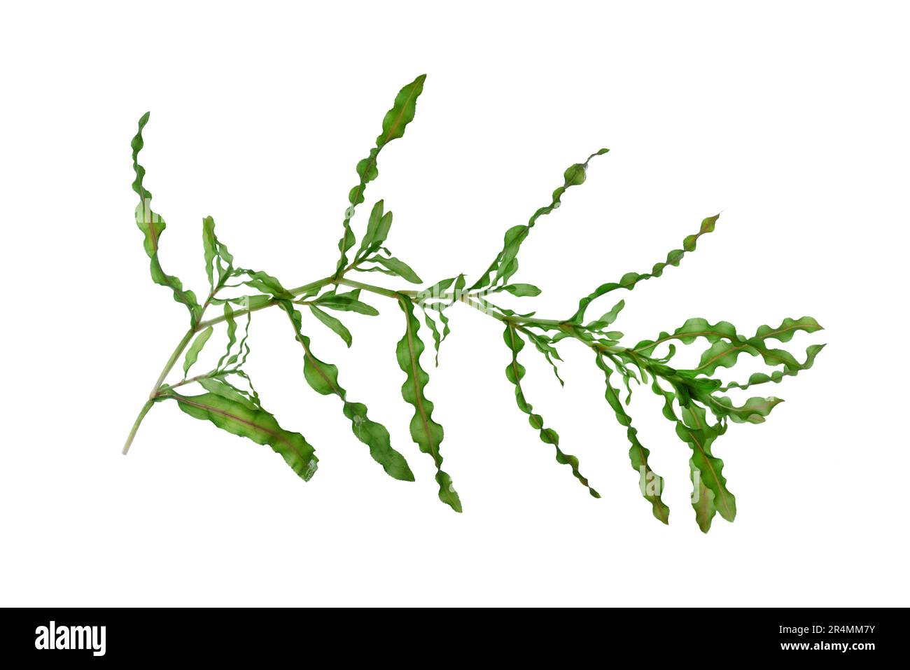 Gekräuselte Laichkräuter - Potamogeton crispus Stockfoto