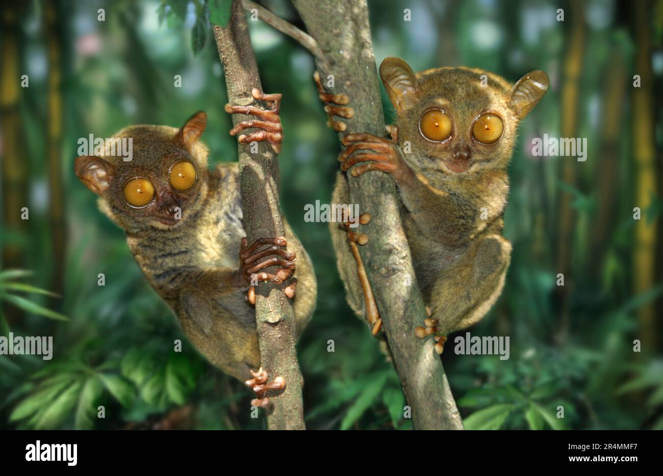 Tarsier - Chocolate Hills Stockfoto