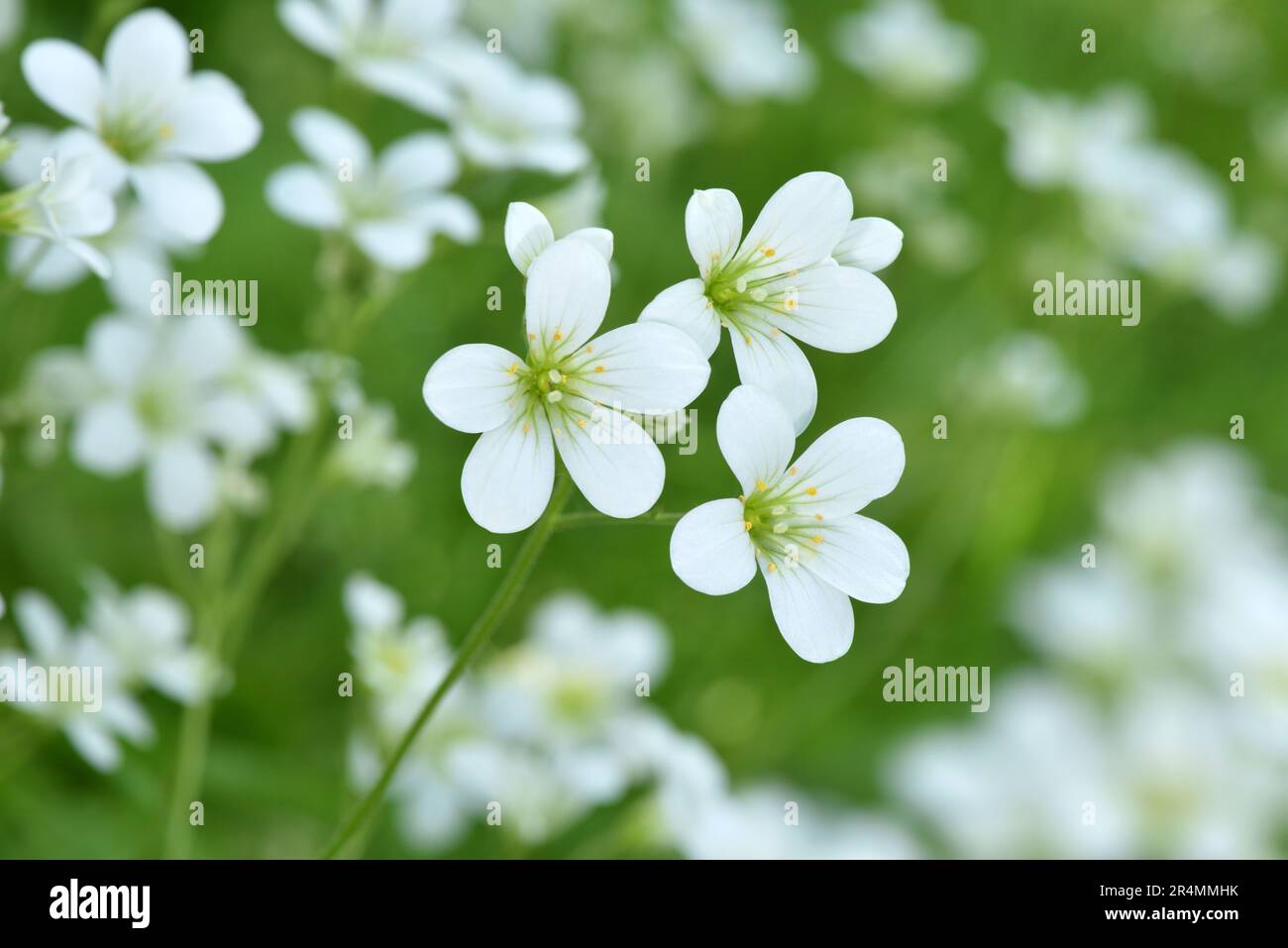 Wiese - Steinbrech Saxifraga granulata Stockfoto
