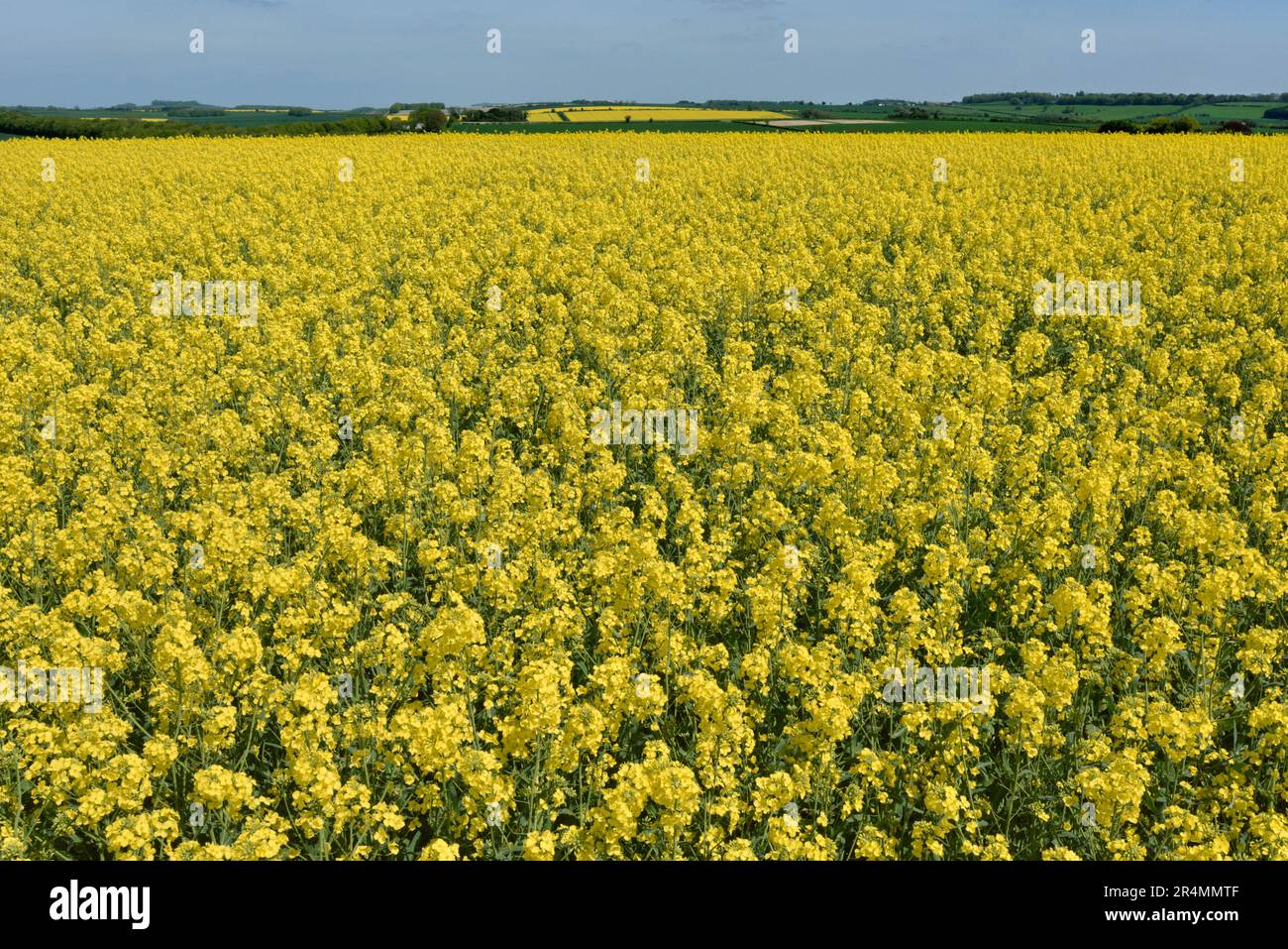 Vergewaltigung - Brassica napus Stockfoto