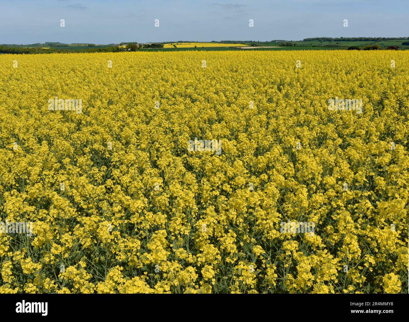 Vergewaltigung - Brassica napus Stockfoto