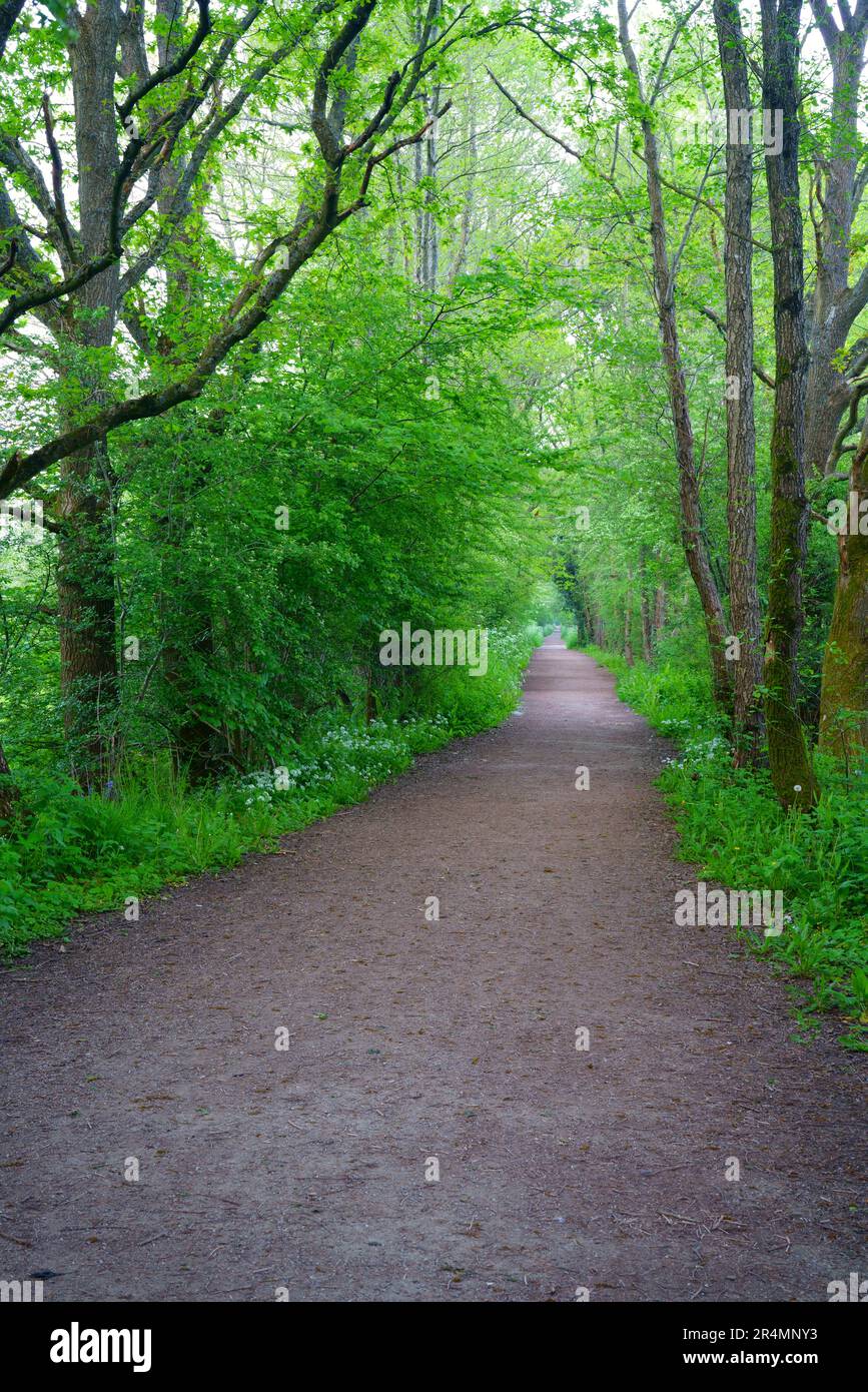 Der Forest Way Country Park Trail im Frühling. Stockfoto