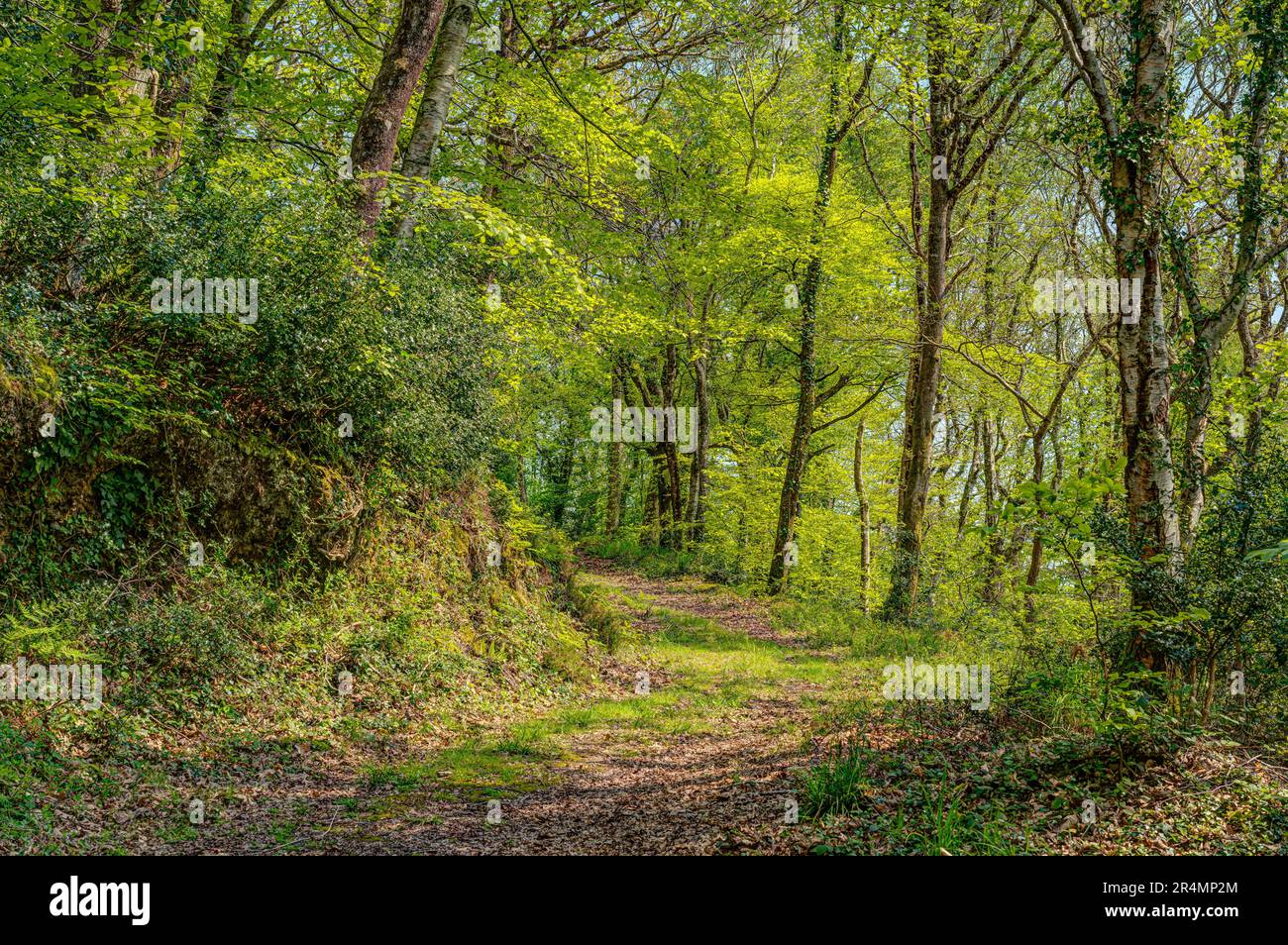 Angenehme Schotterstrecke, die sich durch einen Wald schlängelt, mit vielen frischen Frühlingsgrün-Farben, neuen Blättern und Triebe, die noch Licht durch die Baumkronen zulassen. Stockfoto