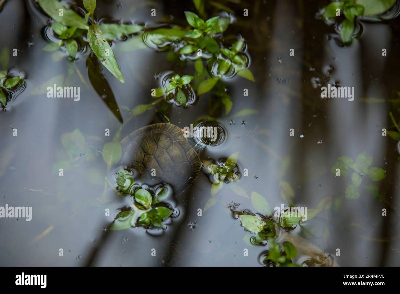 Die Western Painted Turtle platzte seinen Kopf aus einem Sumpfteich. Stockfoto