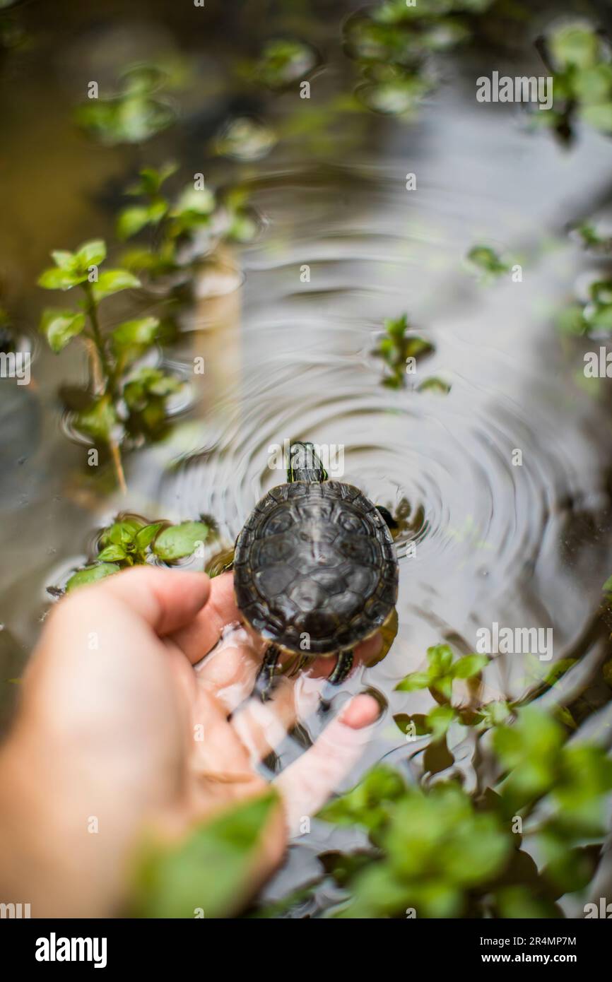 Ein Biologe, der eine westlich bemalte Schildkröte in einen Teich freisetzt Stockfoto