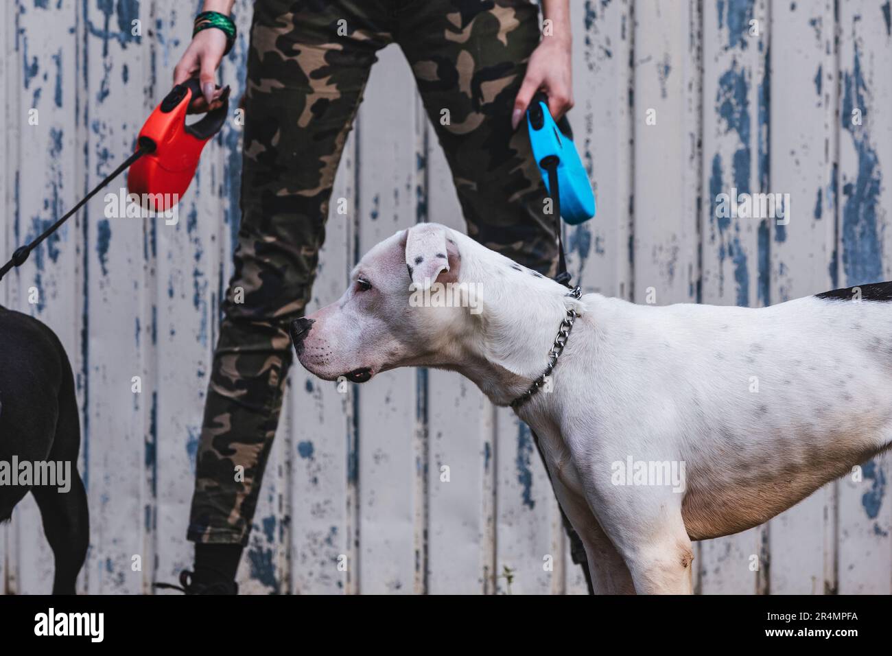Dogo argentino: argentinischer junger Hund zu Fuß Stockfoto
