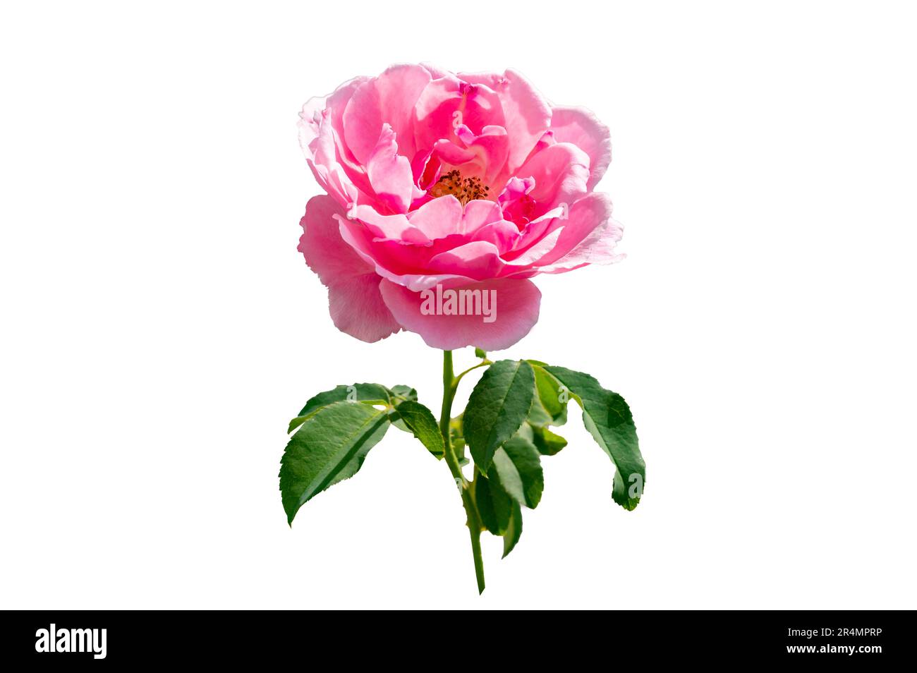 Strauß rosa Rosen auf weißem Hintergrund, isolieren Stockfoto