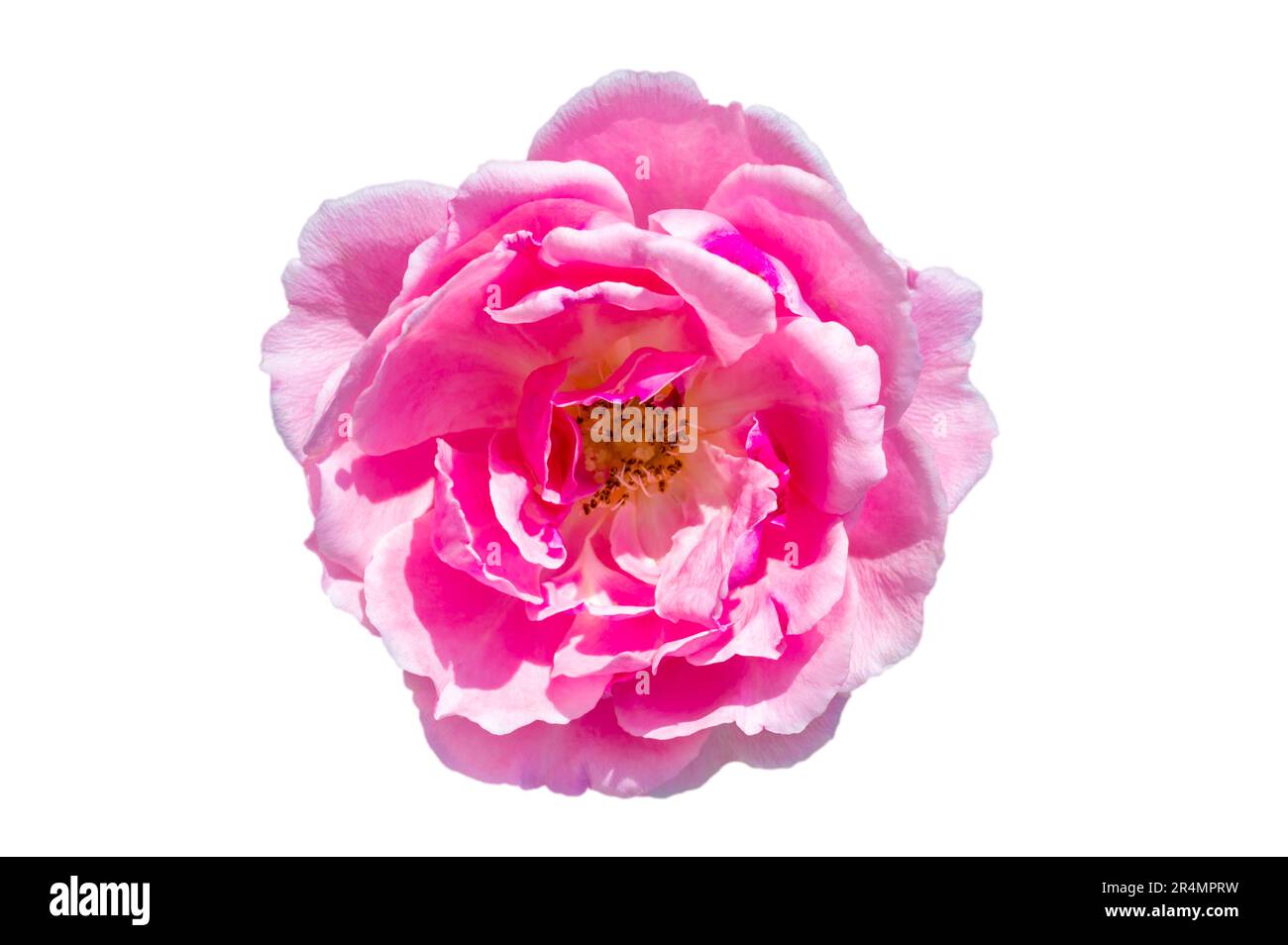 Strauß rosa Rosen auf weißem Hintergrund, isolieren Stockfoto