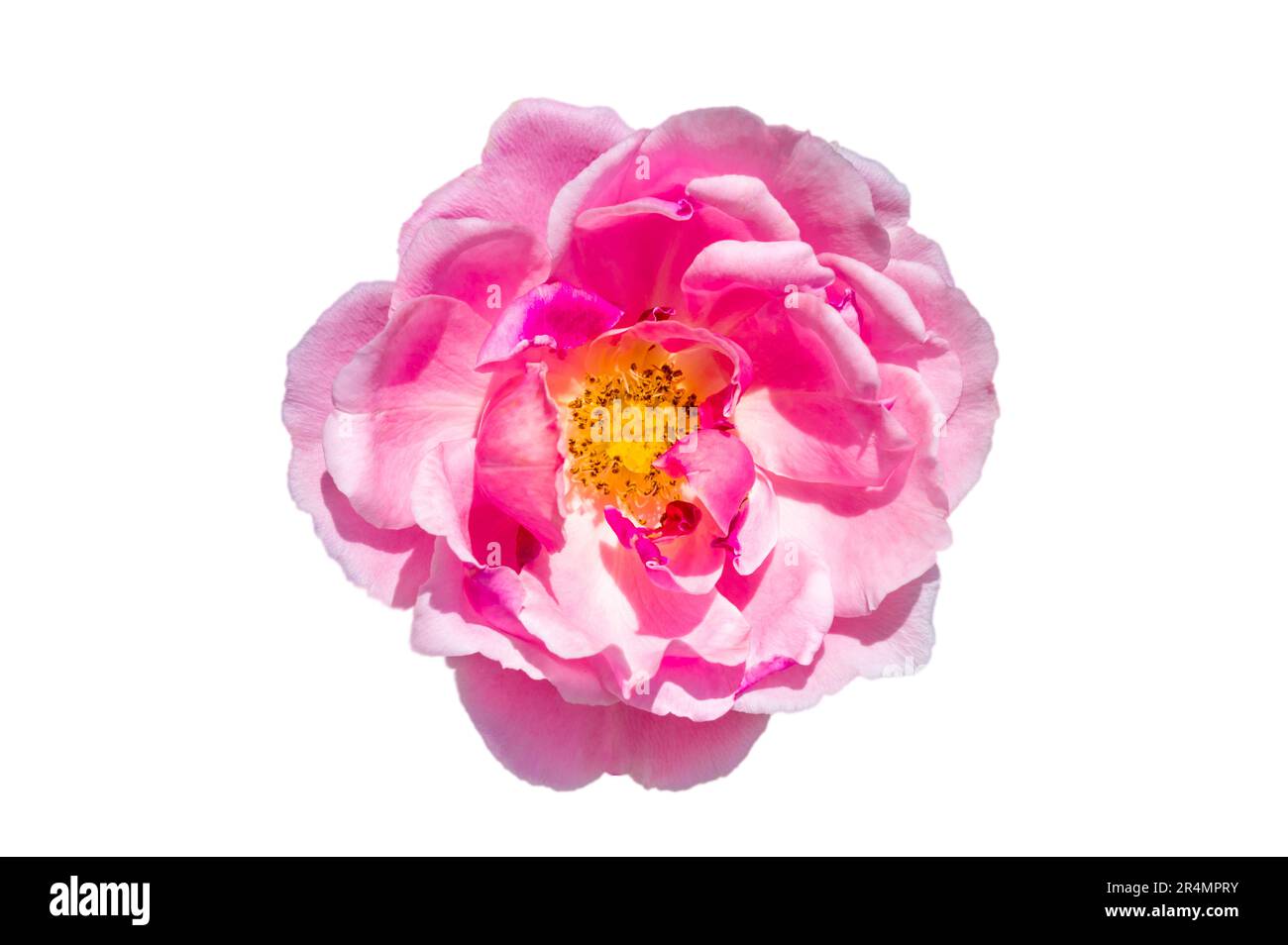 Strauß rosa Rosen auf weißem Hintergrund, isolieren Stockfoto