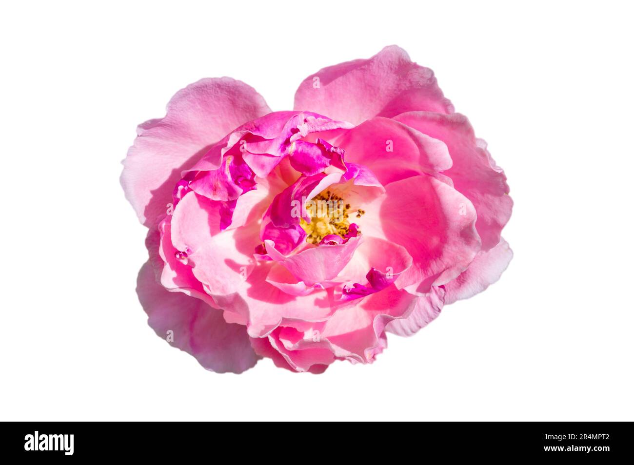 Strauß rosa Rosen auf weißem Hintergrund, isolieren Stockfoto
