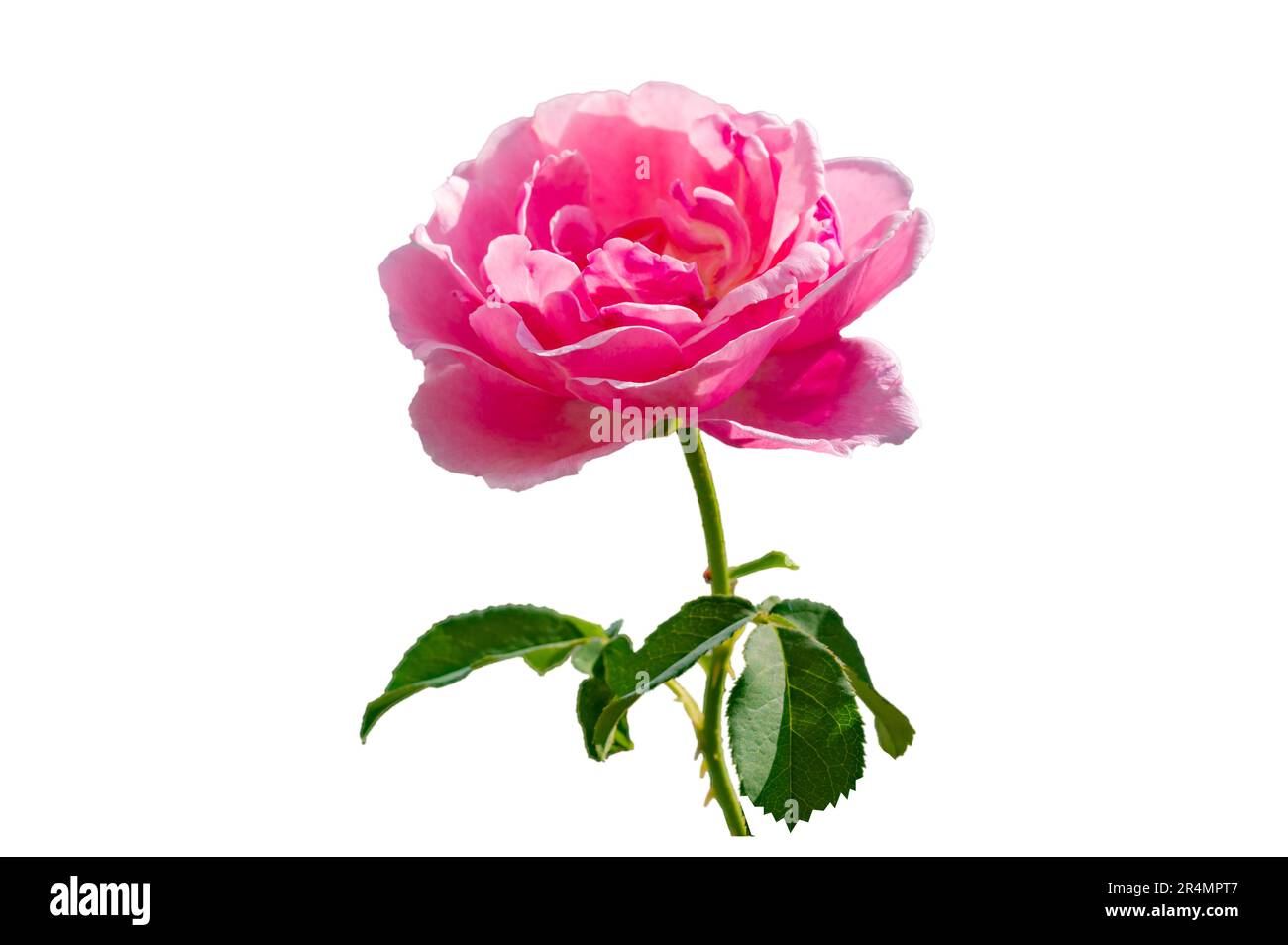 Strauß rosa Rosen auf weißem Hintergrund, isolieren Stockfoto