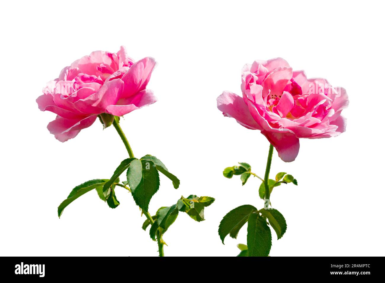Strauß rosa Rosen auf weißem Hintergrund, isolieren Stockfoto