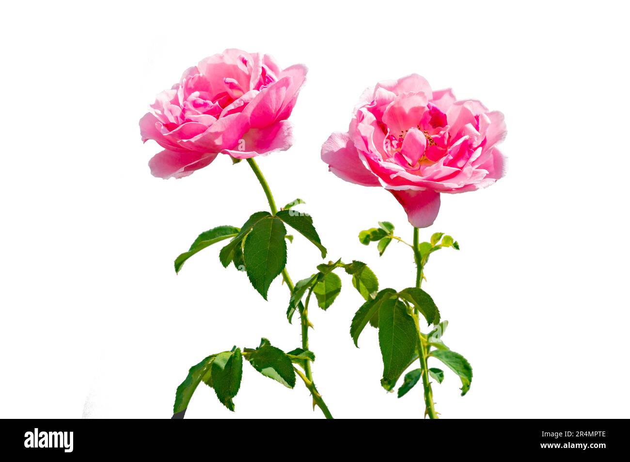 Strauß rosa Rosen auf weißem Hintergrund, isolieren Stockfoto