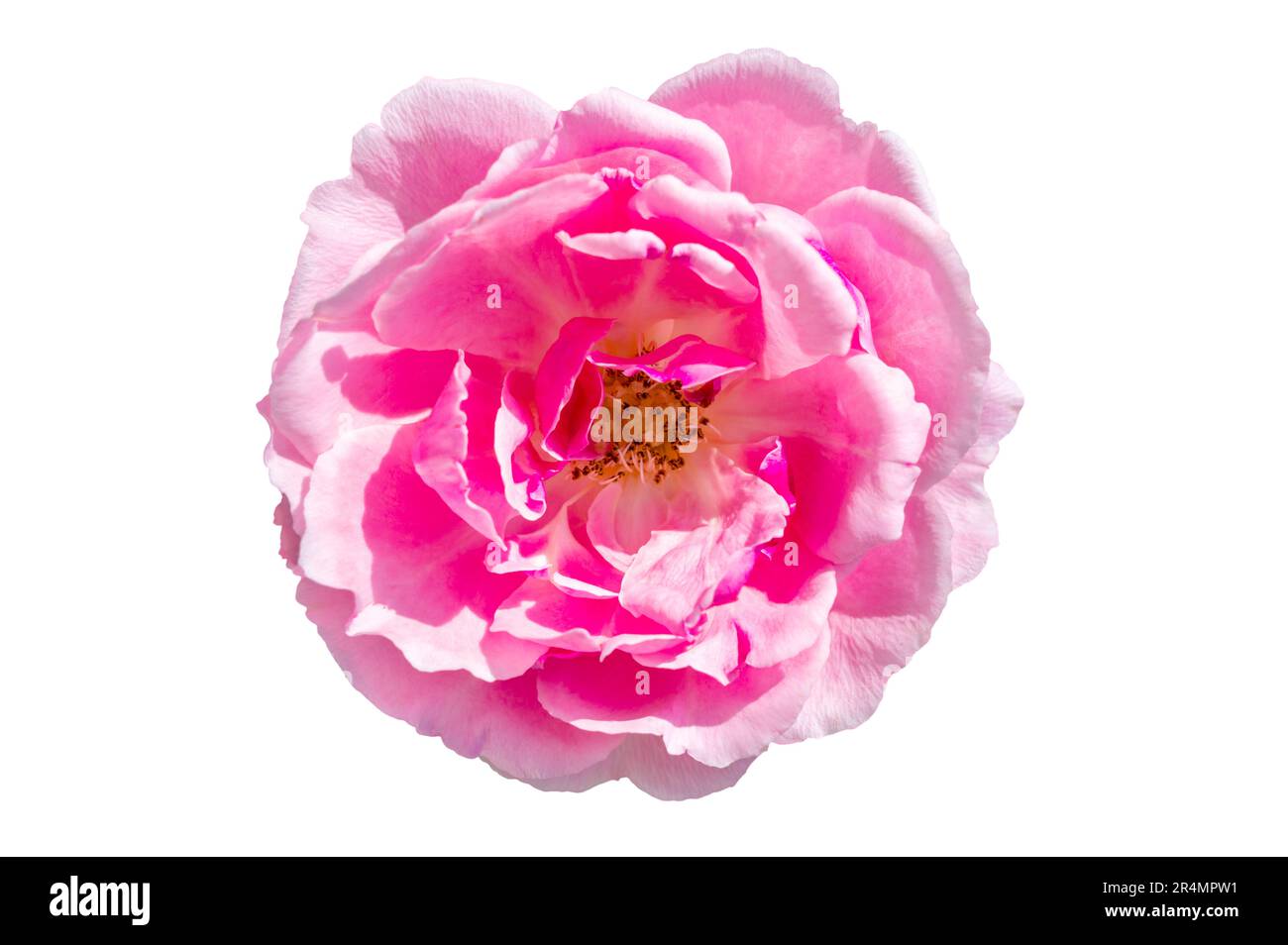 Strauß rosa Rosen auf weißem Hintergrund, isolieren Stockfoto