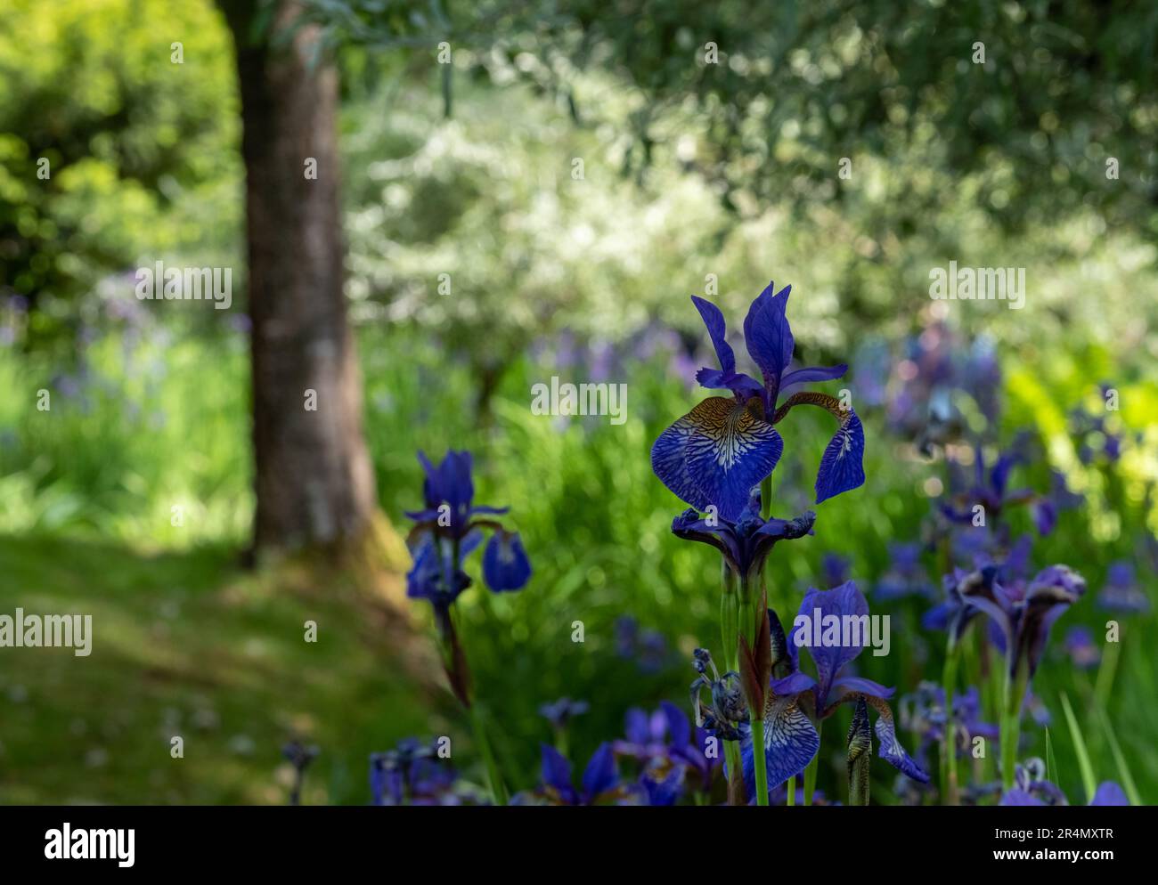 Blaue Iris in einem Garten in Hartley Wintney, Hampshire, Großbritannien. Ein Beispiel dafür, wie man im Schatten pflanzt. Stockfoto