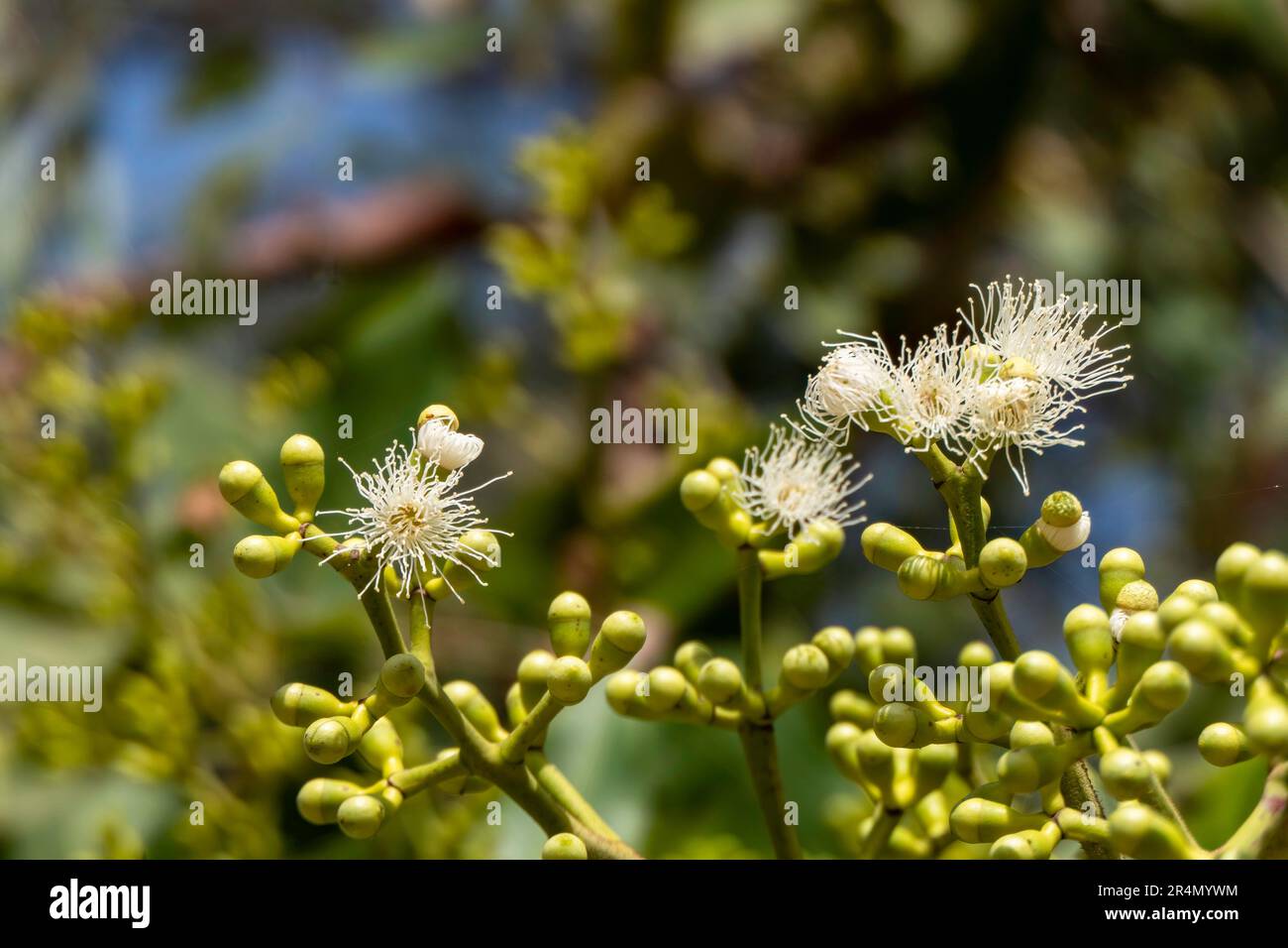 Knospen und Blüten einer Myrtenpflanze auf einem unscharfen Hintergrund. Selektiver Fokus Stockfoto