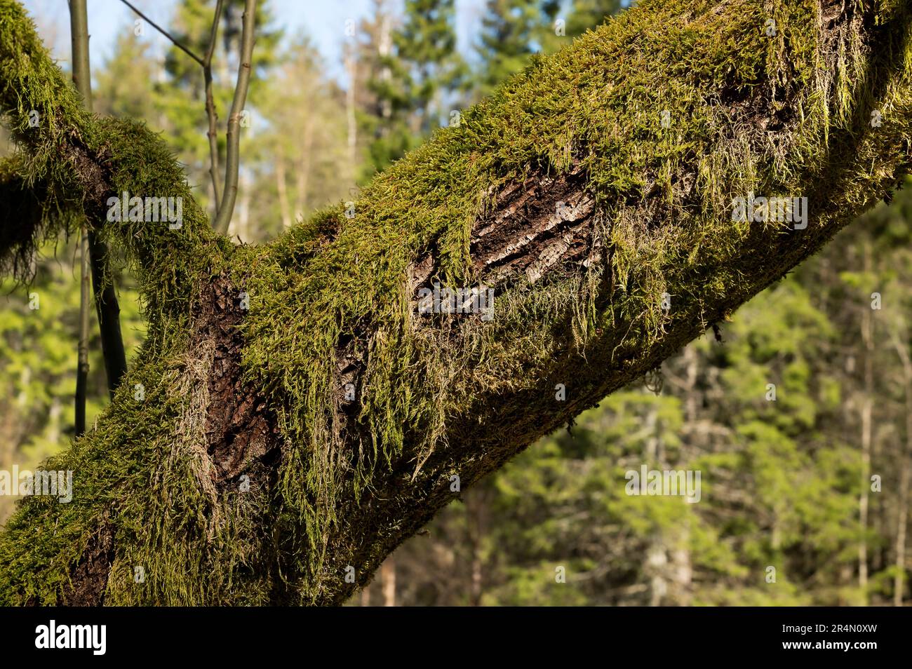 Ein alter Tre Trunk, überwuchert mit Moos, Schweden, 5. Mai 2023 Stockfoto