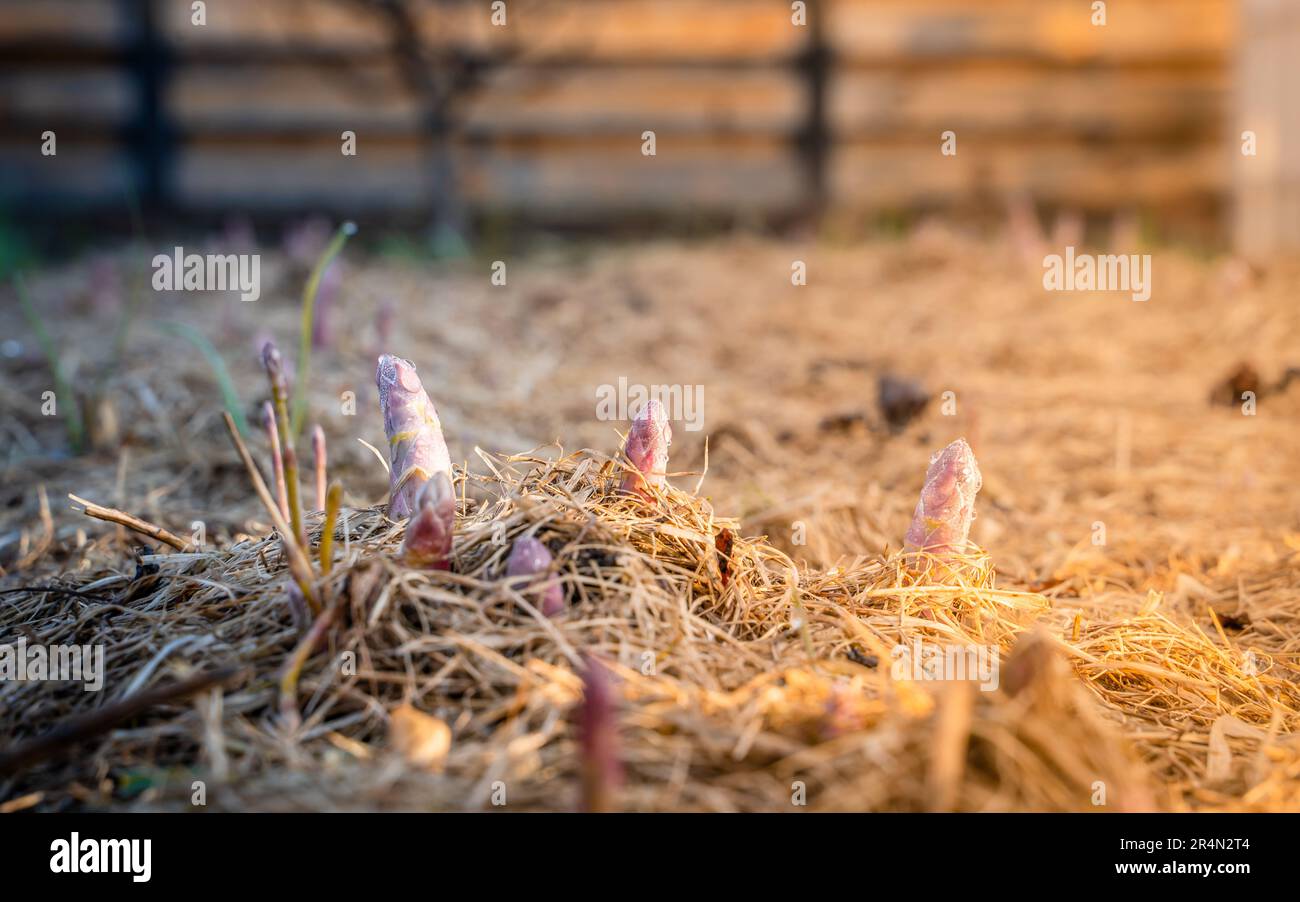 Die ersten jungen Spargeltorten im Frühling im Garten. Mulchen Sie den Boden im Garten mit trockenem Gras Stockfoto