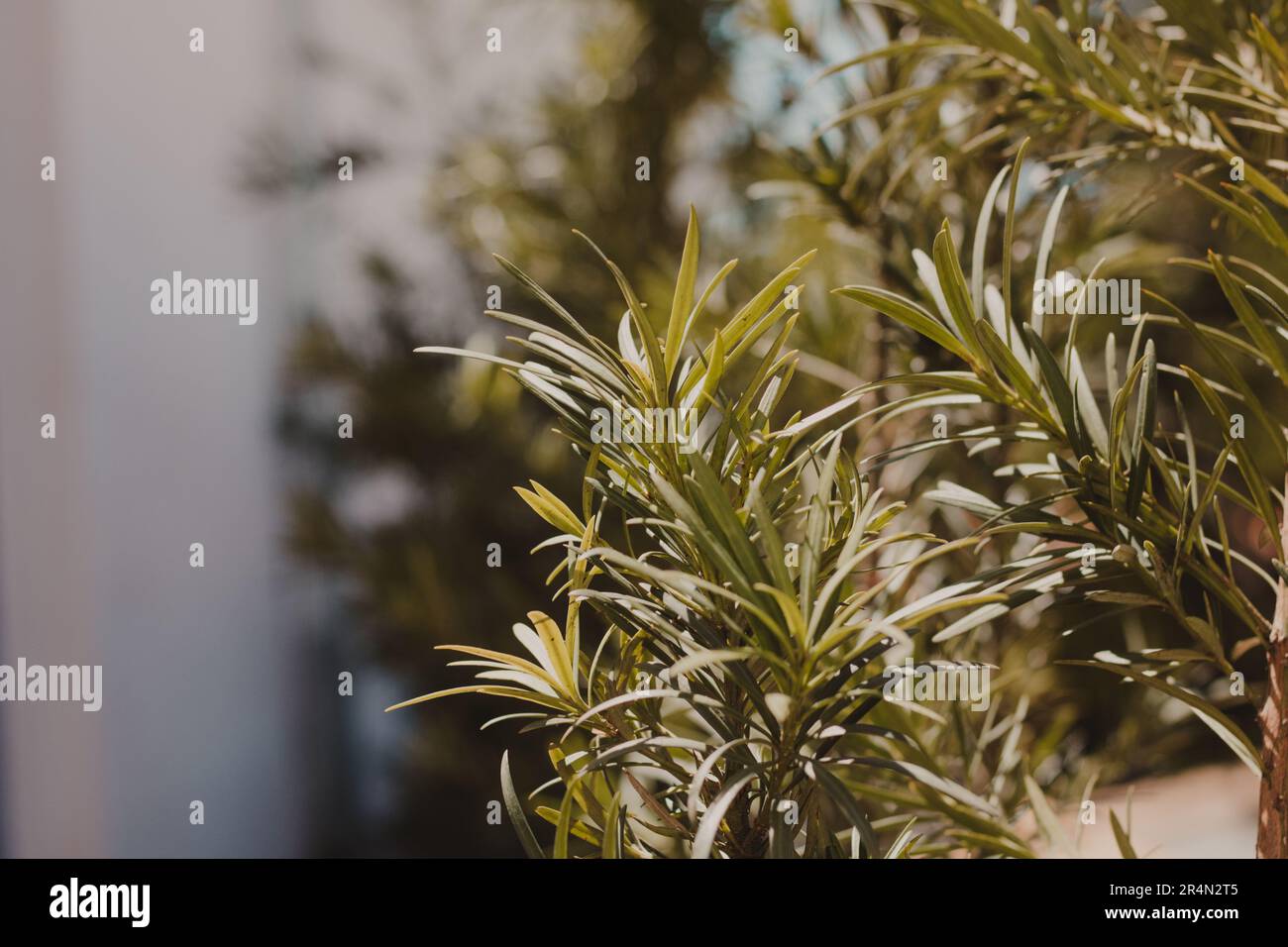Grüne Pflanze Blätter Hintergrund Stockfoto