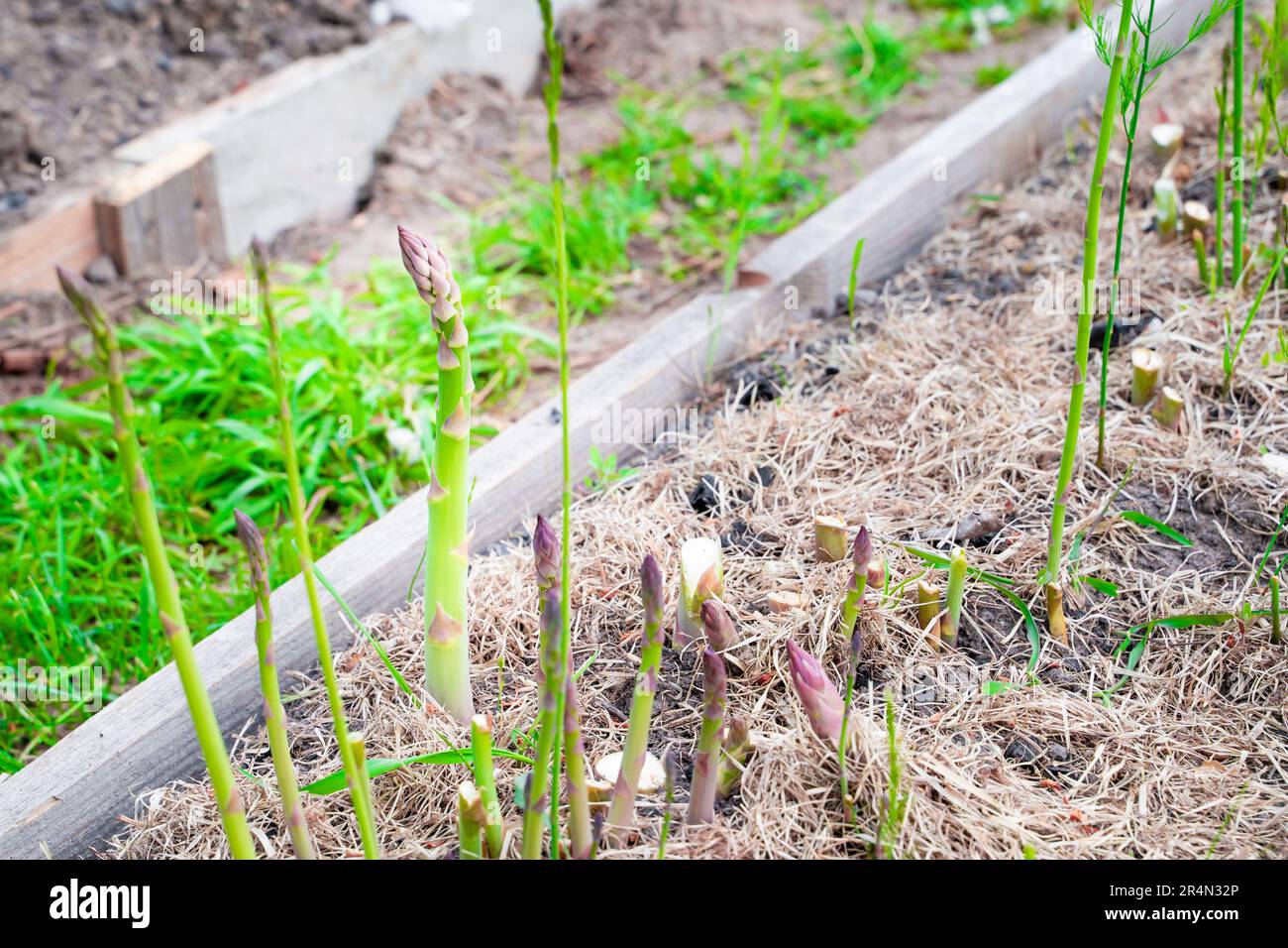 Grüner Spargel-Shoot wächst aus nächster Nähe.Anbau von gesundem Gourmet-Gemüse im Garten Stockfoto