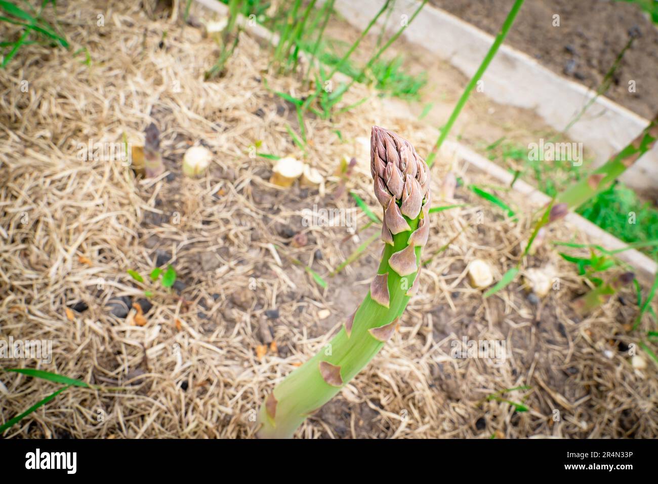 Rötliche Spitze des Spargels, der im Garten wächst, Nahaufnahme vor einem verschwommenen Hintergrund. Essbarer Teil des grünen Spargels Stockfoto