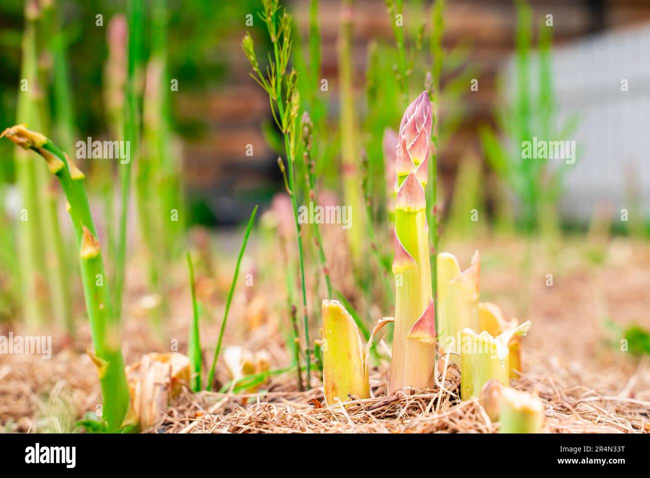 Essbare Spargelstangen wachsen im Gartenbett aus der Nahaufnahme Stockfoto