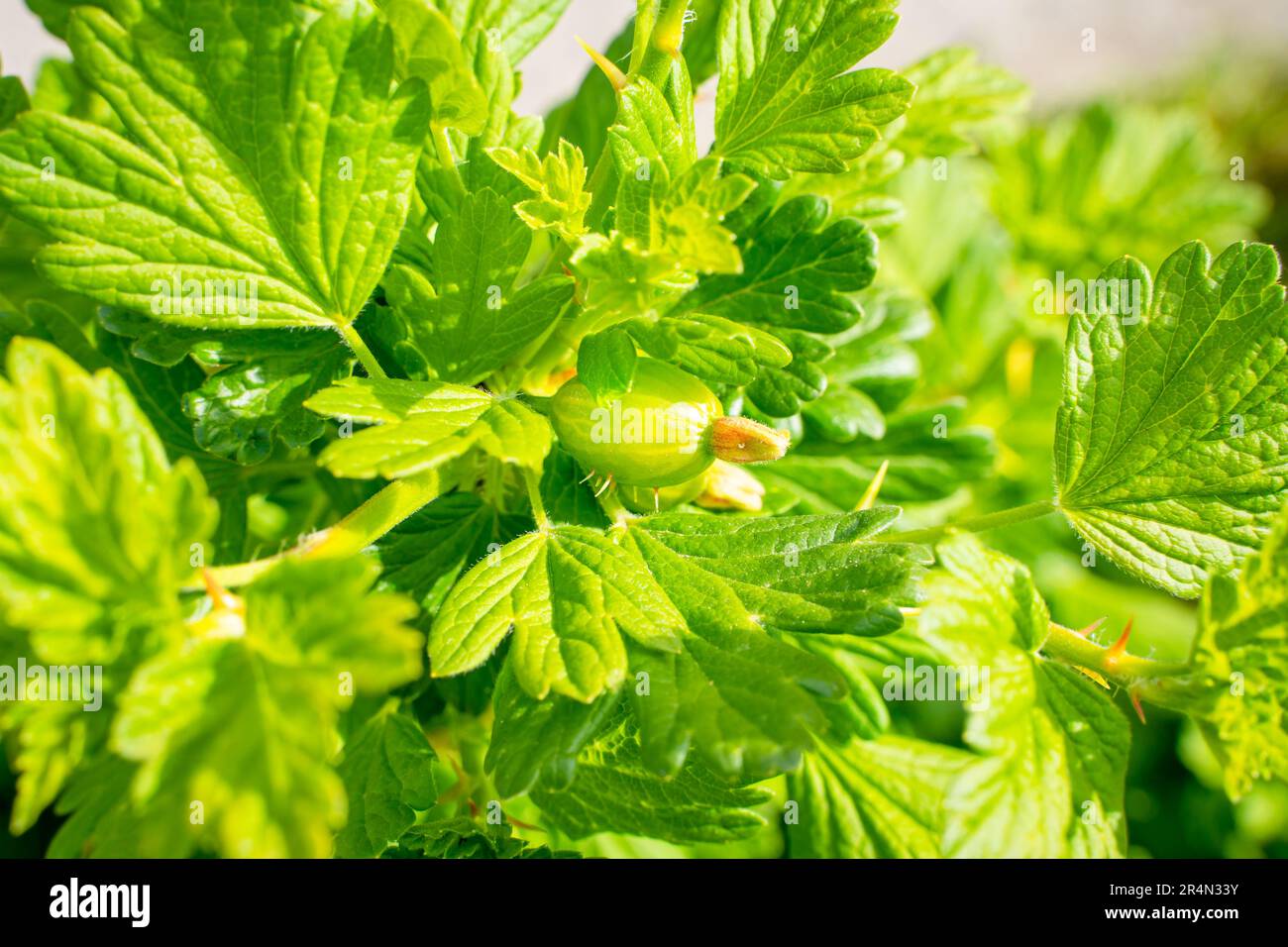 Unreife grüne Stachelbeeren wachsen aus nächster Nähe. Busch mit Beeren im Frühling Stockfoto