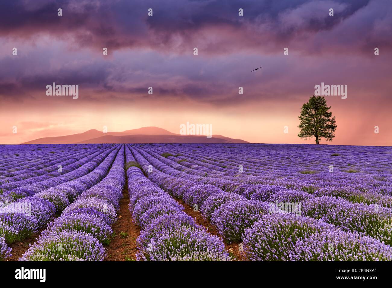 Wunderschöne Landschaft mit Lavendelfeld und farbenfrohem Himmel bei Sonnenuntergang Stockfoto