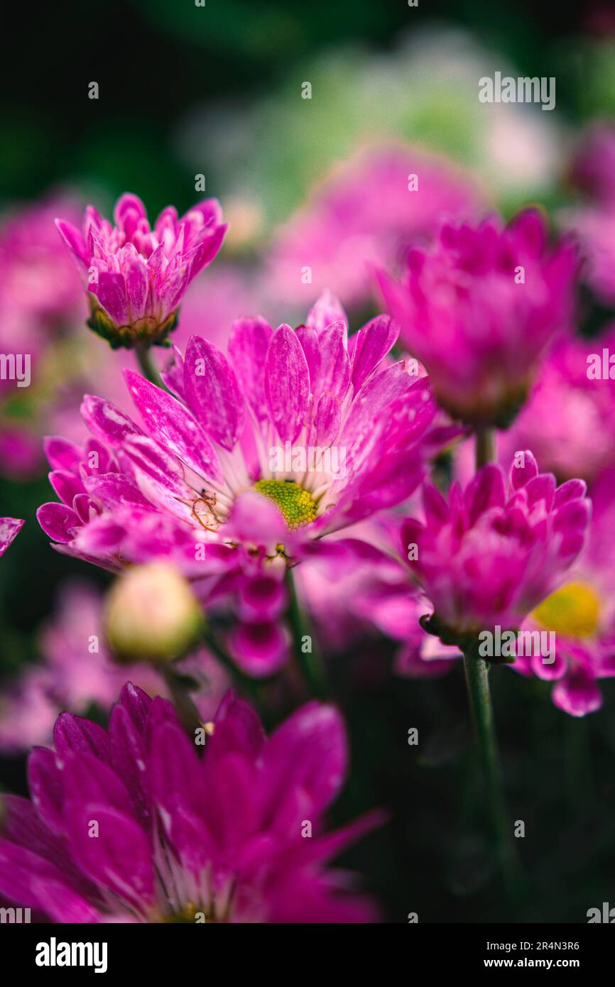 Strauß Chrysanthemen Stockfoto