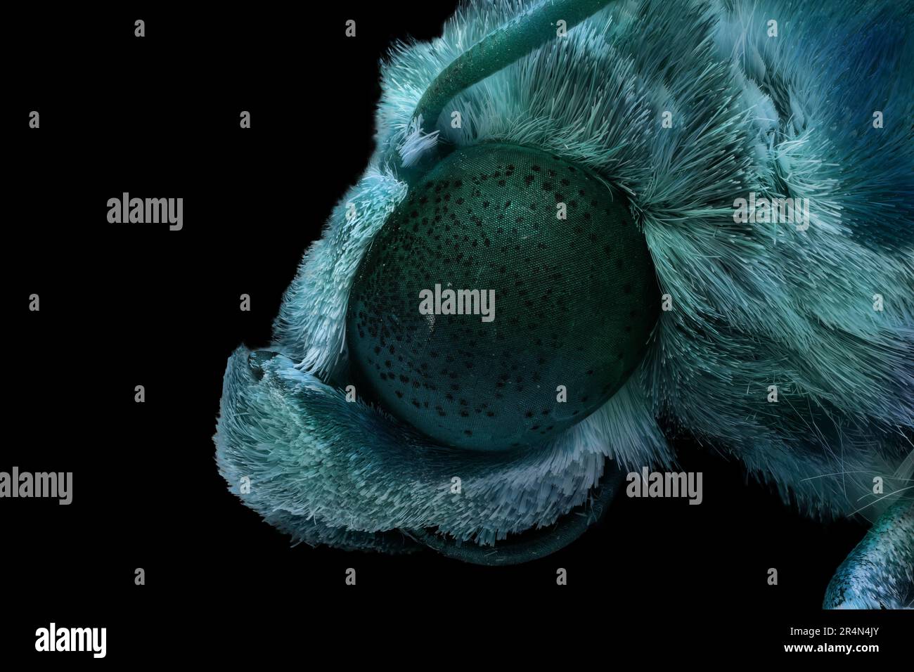 Makrofotografie des Kopfes einer bunten Motte auf schwarzem Hintergrund. Stockfoto