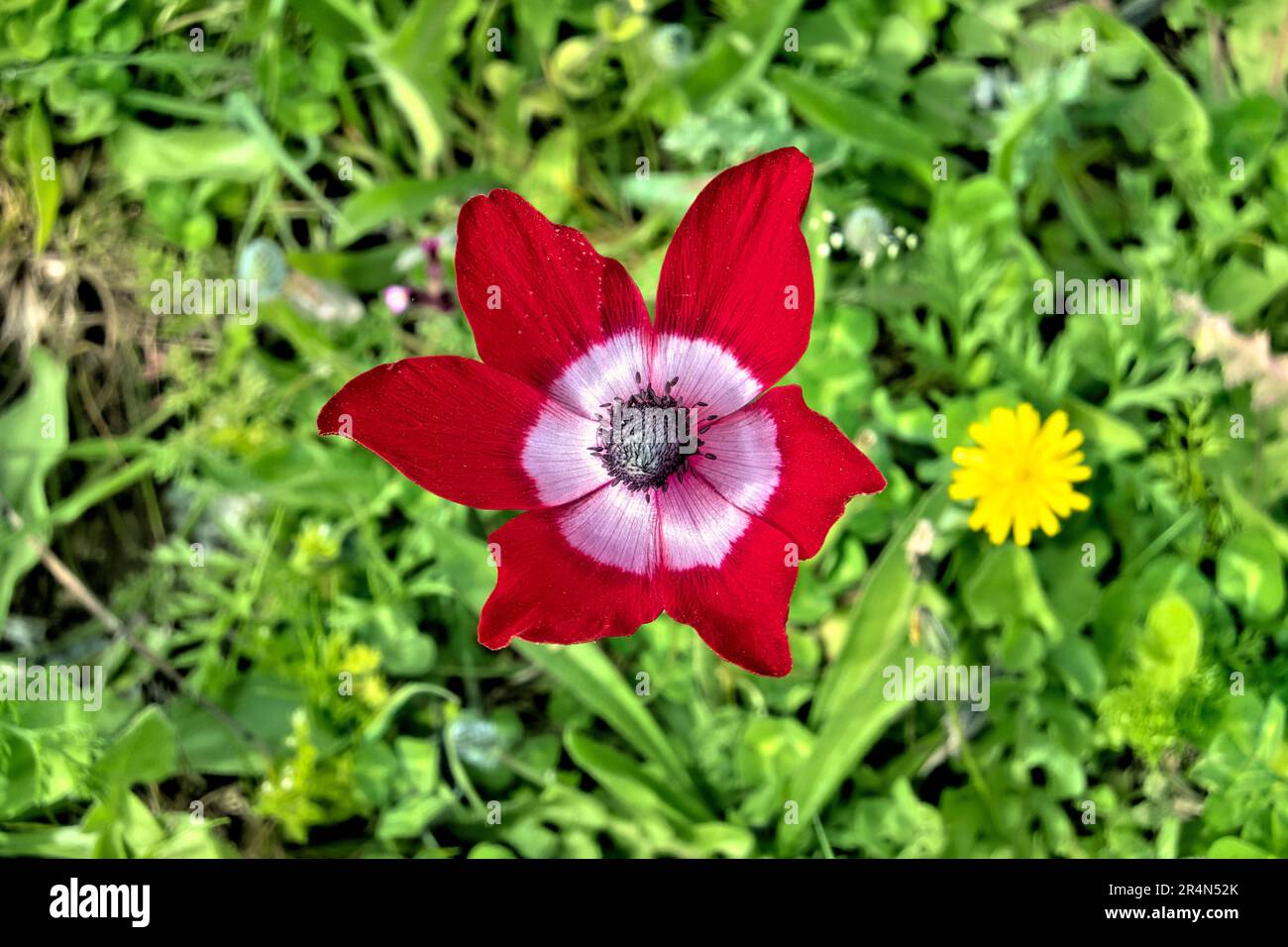 Mohnanemone, Frühling auf der Lykischen Art, Saribelen Türkei Stockfoto