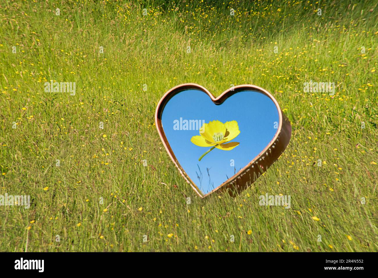 Konzeptionelles Liebesfeld der Buttercupblume Stockfoto