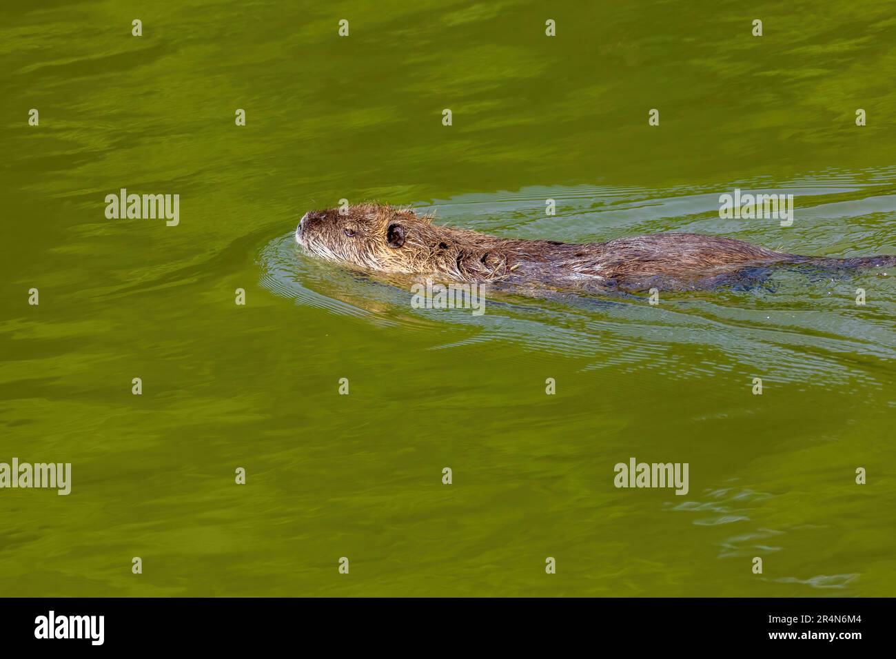 Wildtierfotos - Schwimmen von Coypu oder Nutria im Fluss Stockfoto