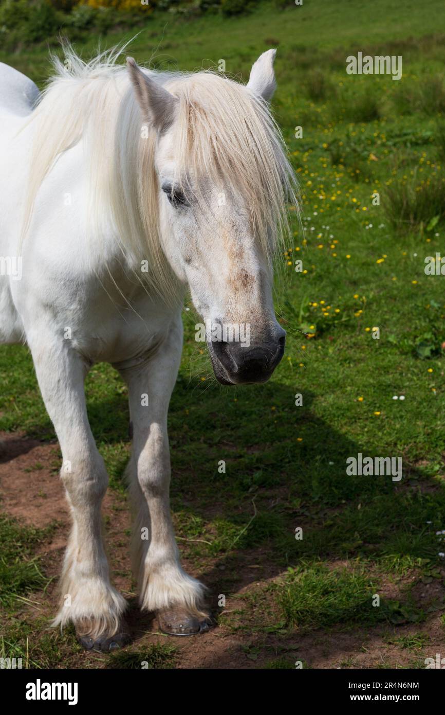 Weißes Pferd auf einem Feld Stockfoto
