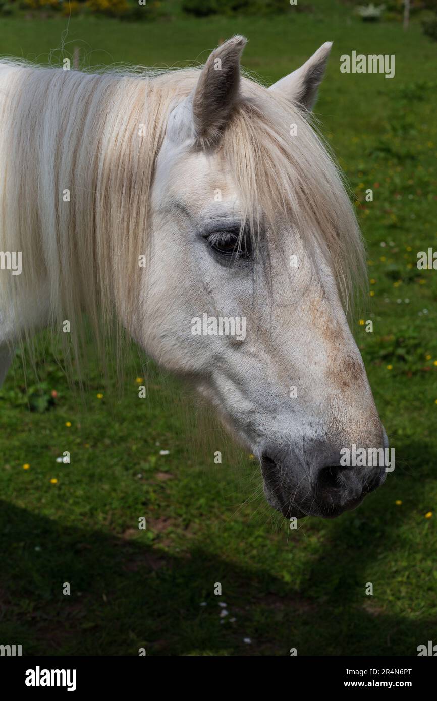 Weißes Pferd auf einem Feld Stockfoto