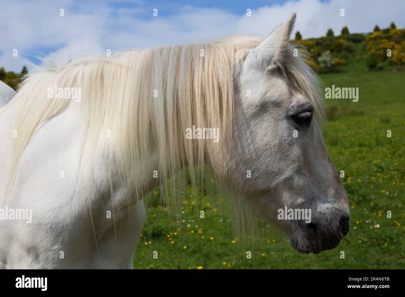 Weißes Pferd auf einem Feld Stockfoto