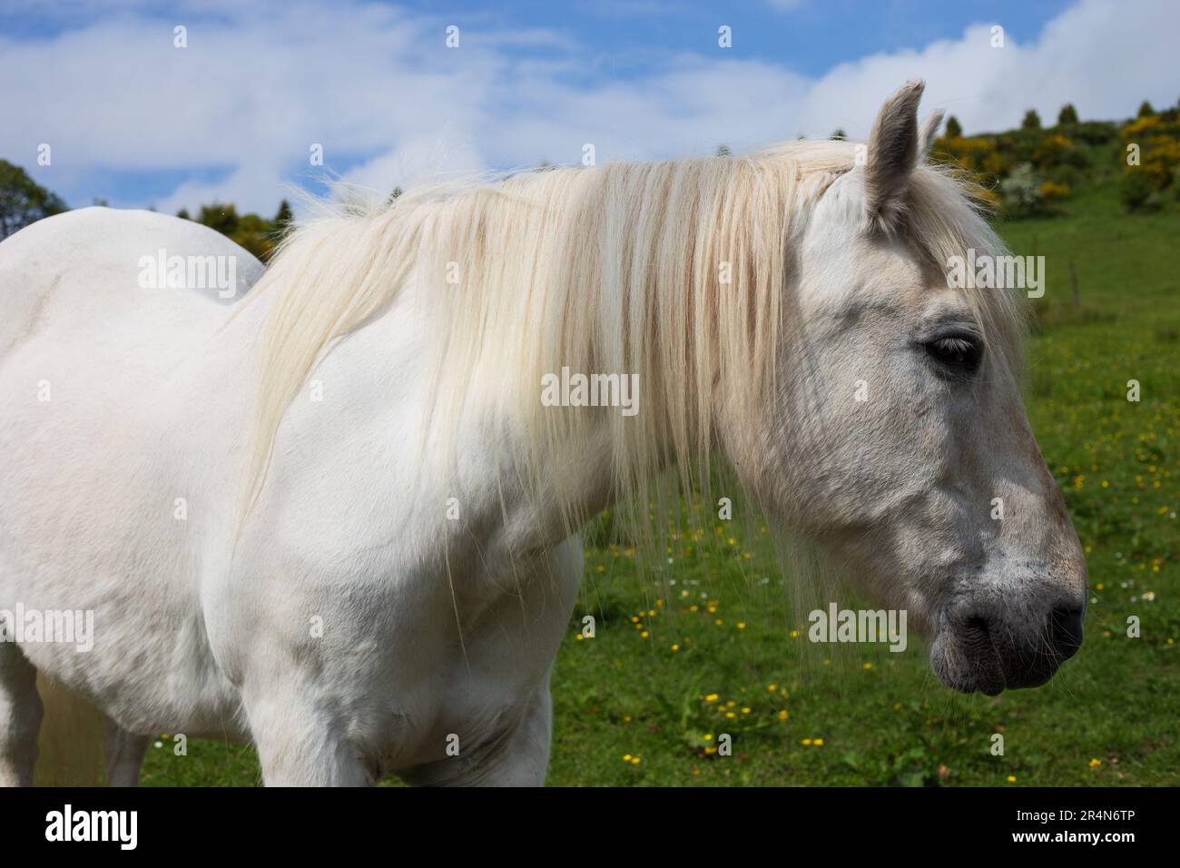 Weißes Pferd auf einem Feld Stockfoto