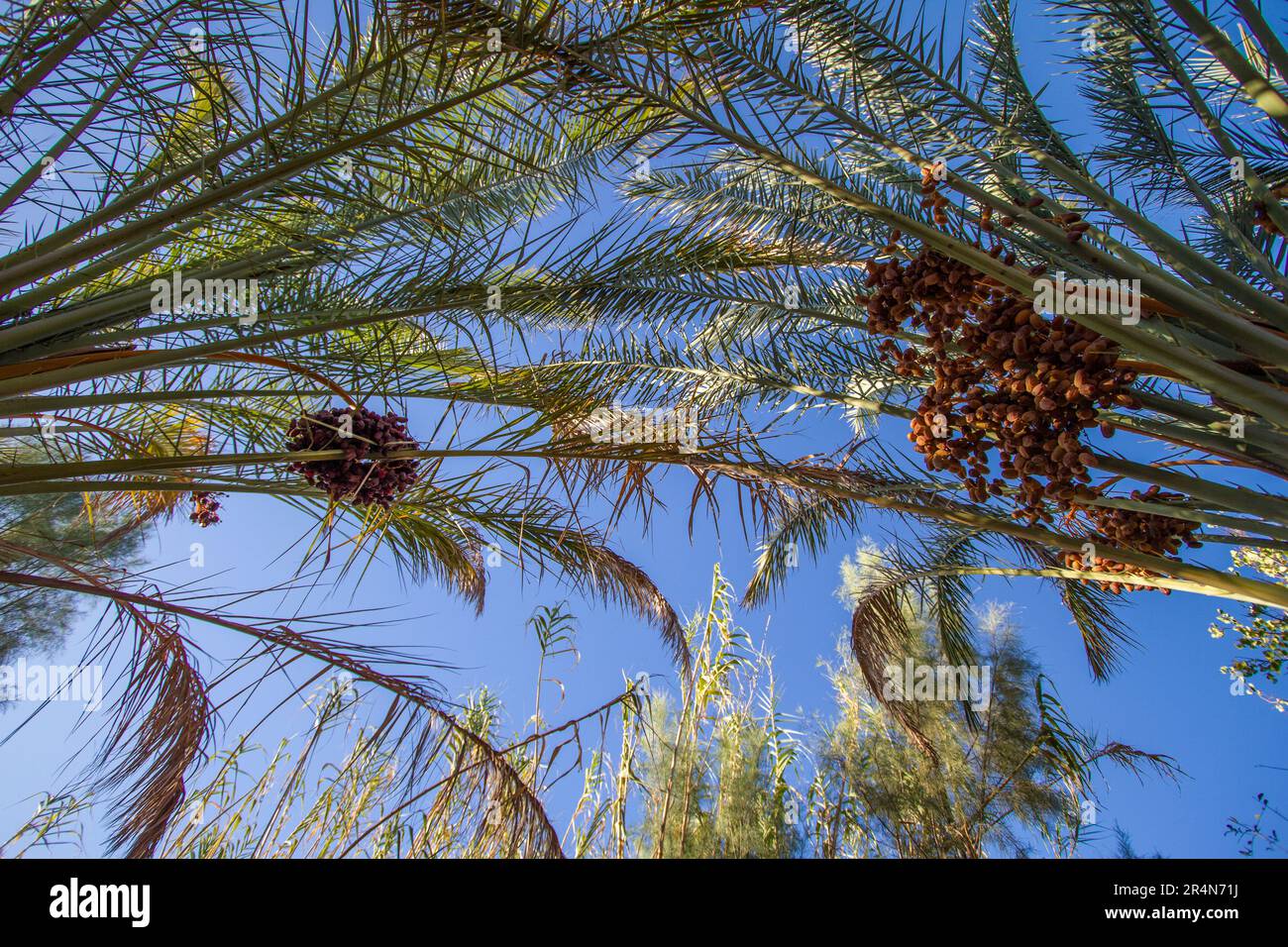 Date Palm in der Oase von Agdz, Marokkos südlicher Region Stockfoto