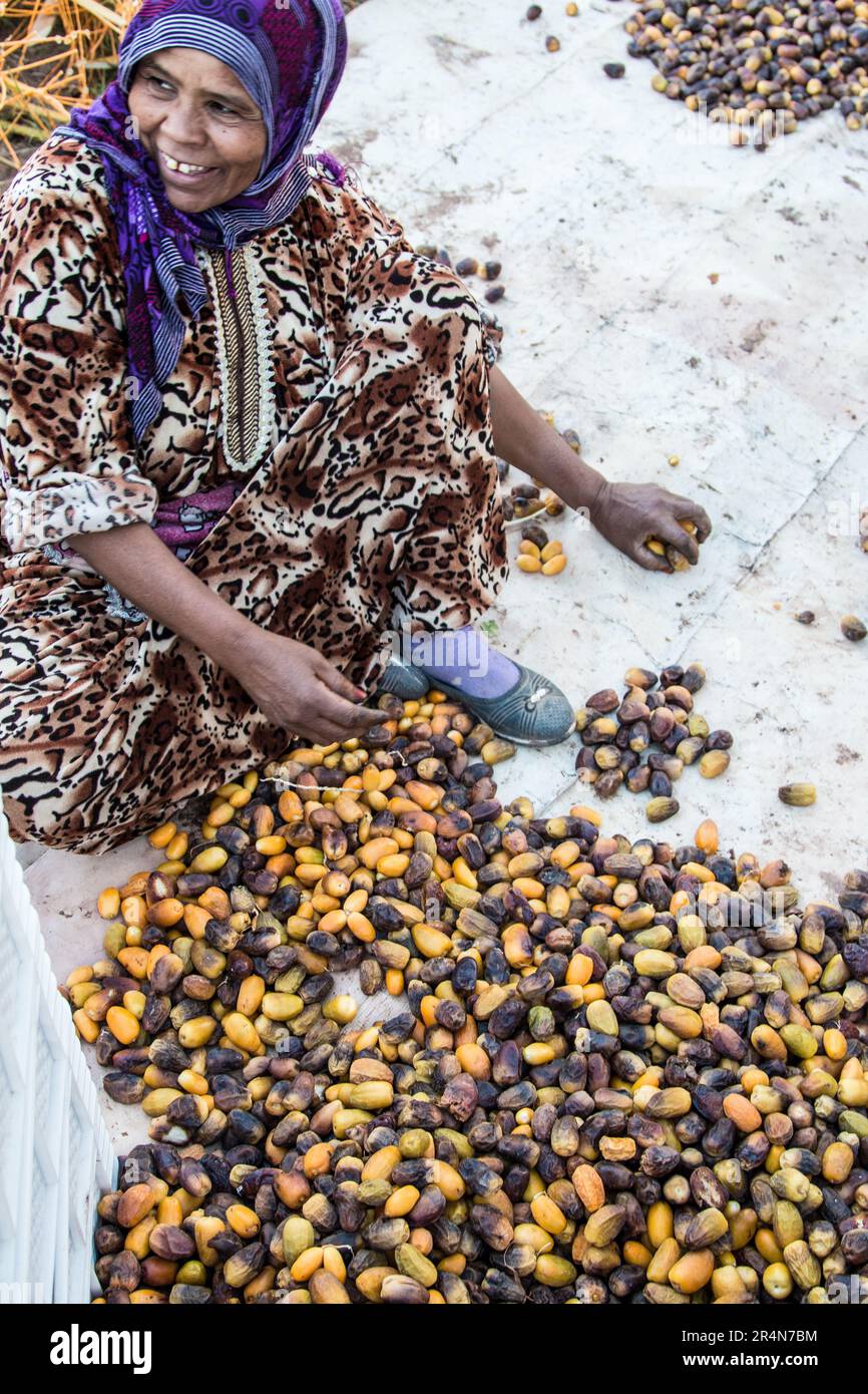 Eine marokkanische Frau, die Dates in Agdz's Palm Grove sortiert und boxt Stockfoto