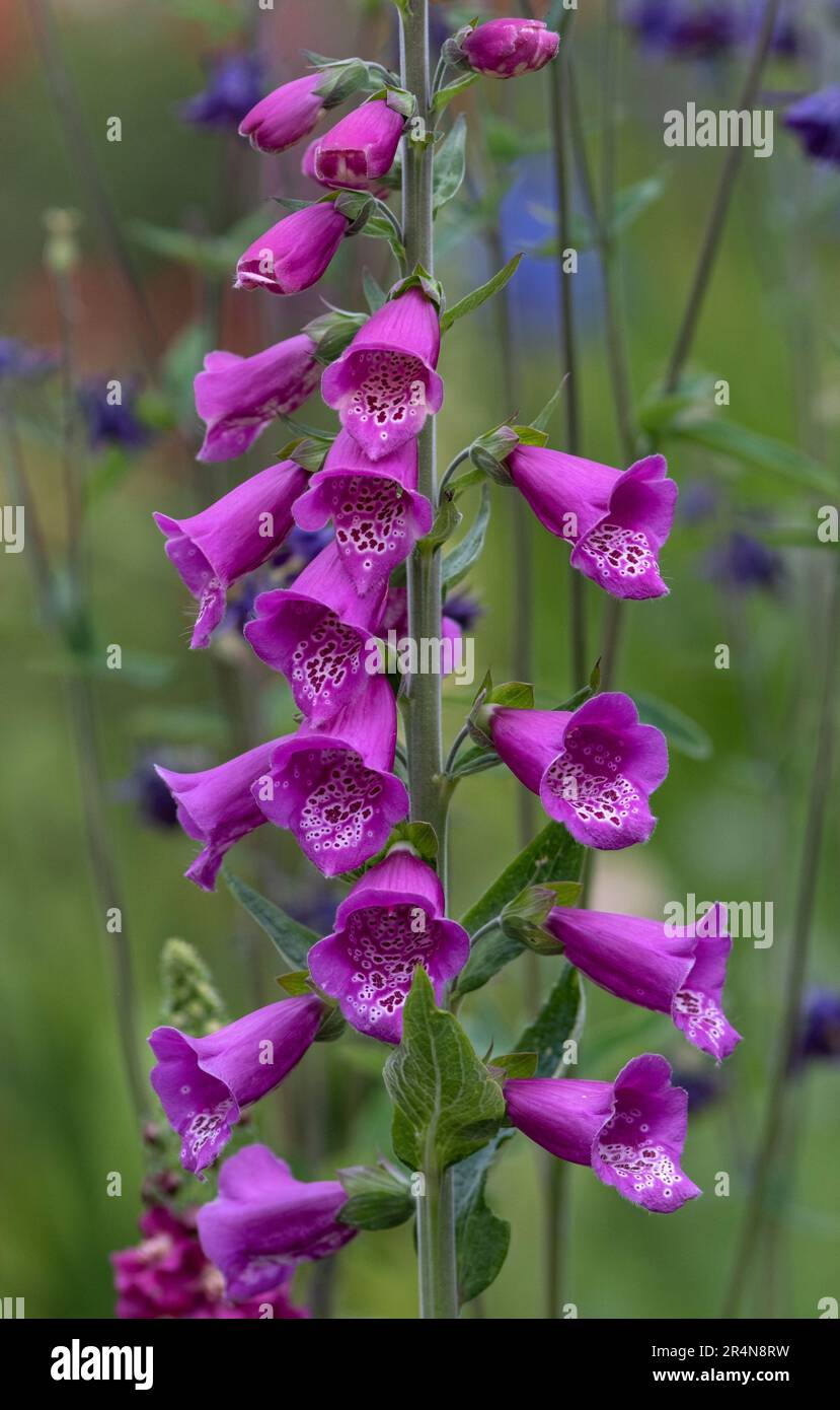 Frühling Foxglove Blume in einem englischen Garten, Worcestershire. Stockfoto