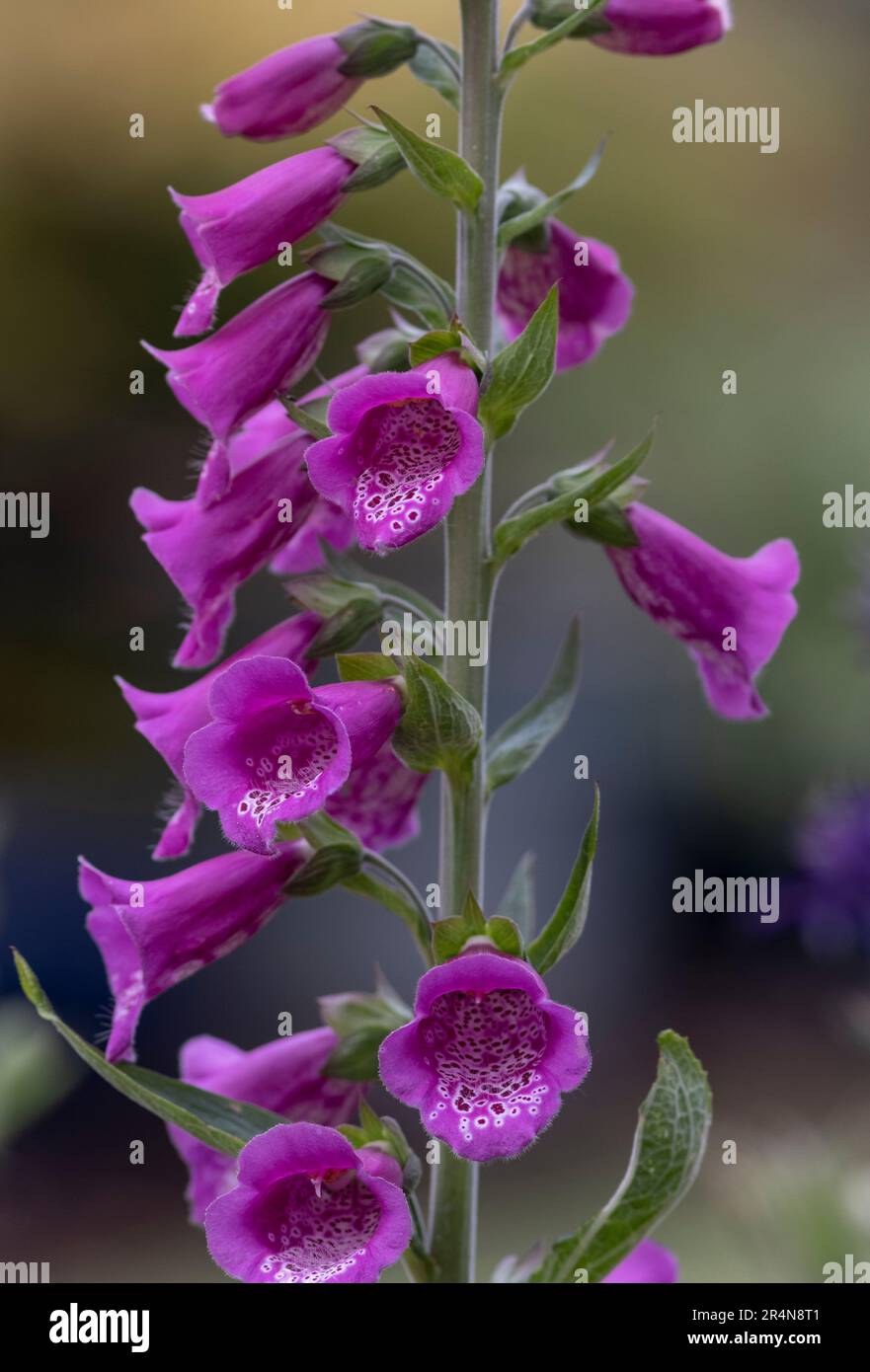 Frühling Foxglove Blume in einem englischen Garten, Worcestershire. Stockfoto
