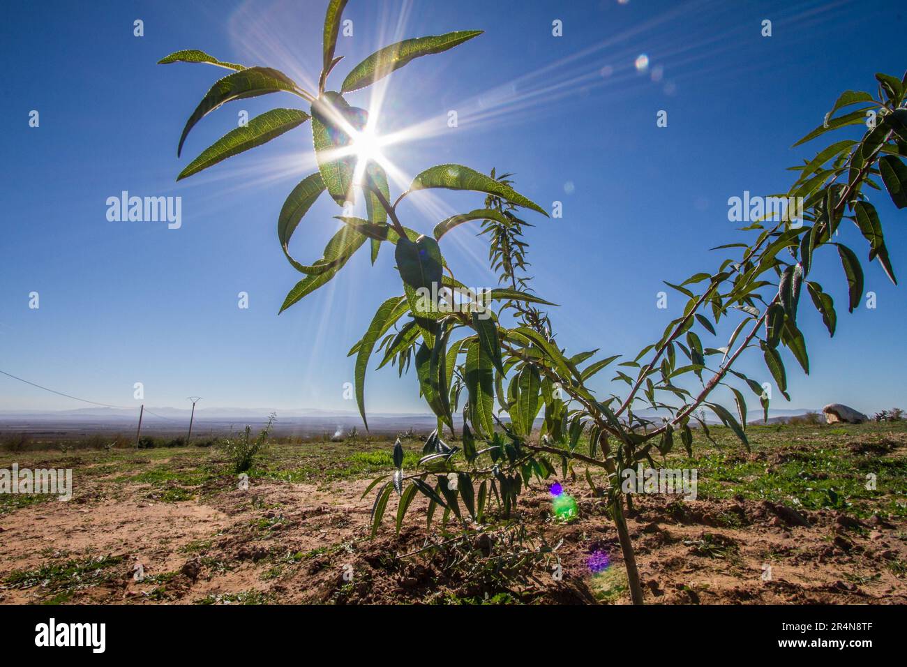 Lichtstrahlen durchdringen das Laub eines Mandelbaums Stockfoto