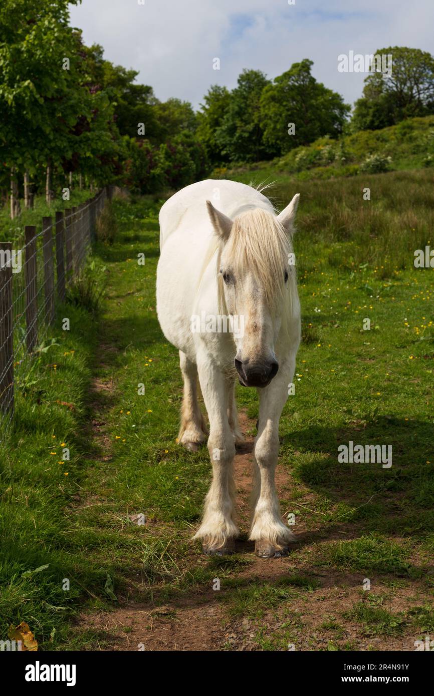 Weißes Pferd auf einem Feld Stockfoto