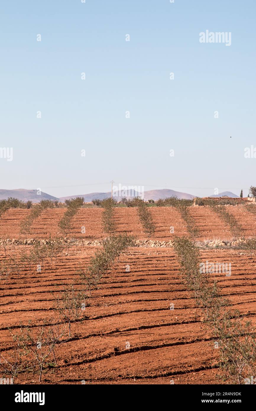 Mandelplantagen in Sidi Bouhria in der Nähe von Oujda, Marokko Stockfoto