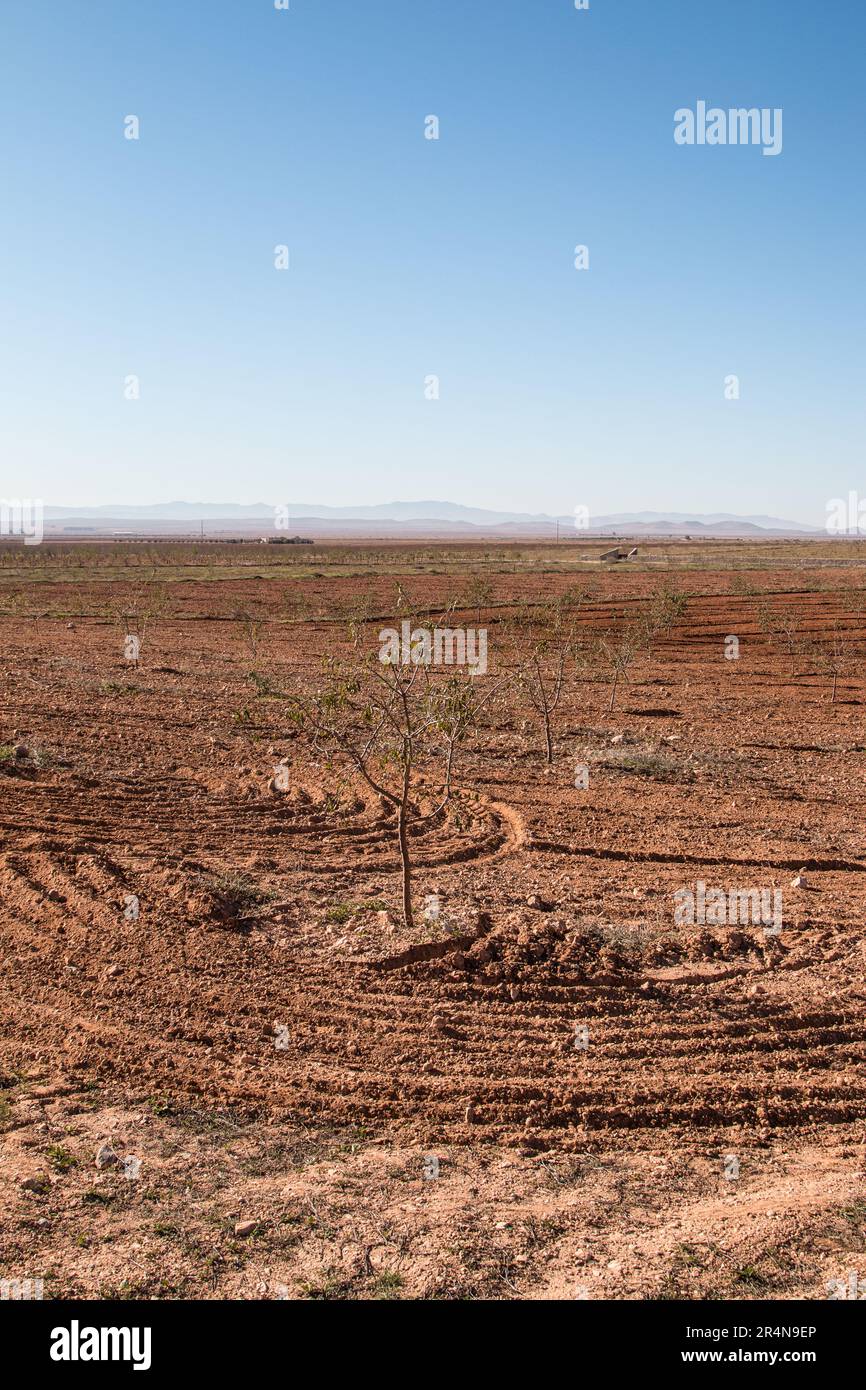 Mandelbäume Plantage in Sidi Bouhria, in der Nähe von Oujda, Marokko Stockfoto